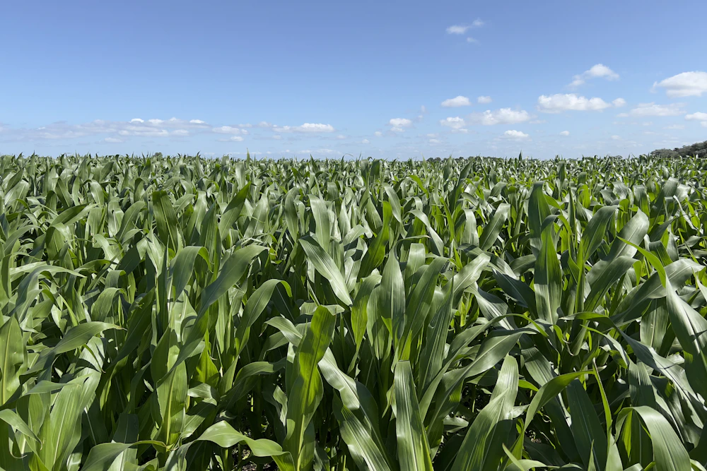 Large commercial maize field under a clear blue sky