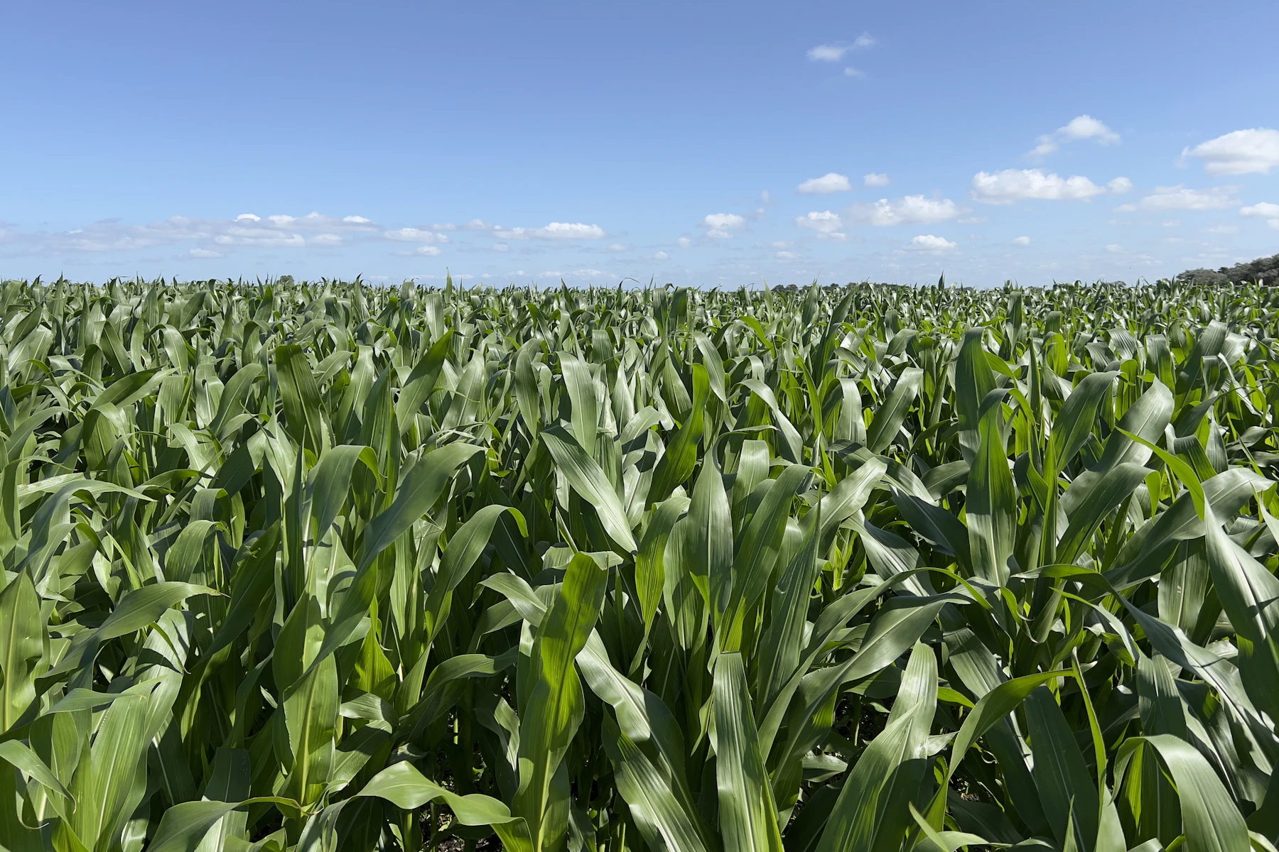 Agro Prime maize farm