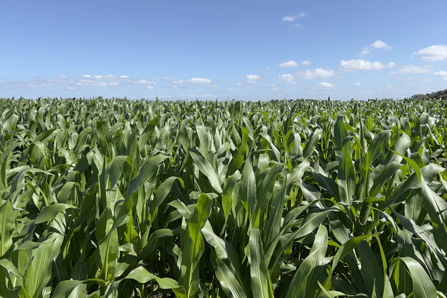 Lush green crop field under a blue sky