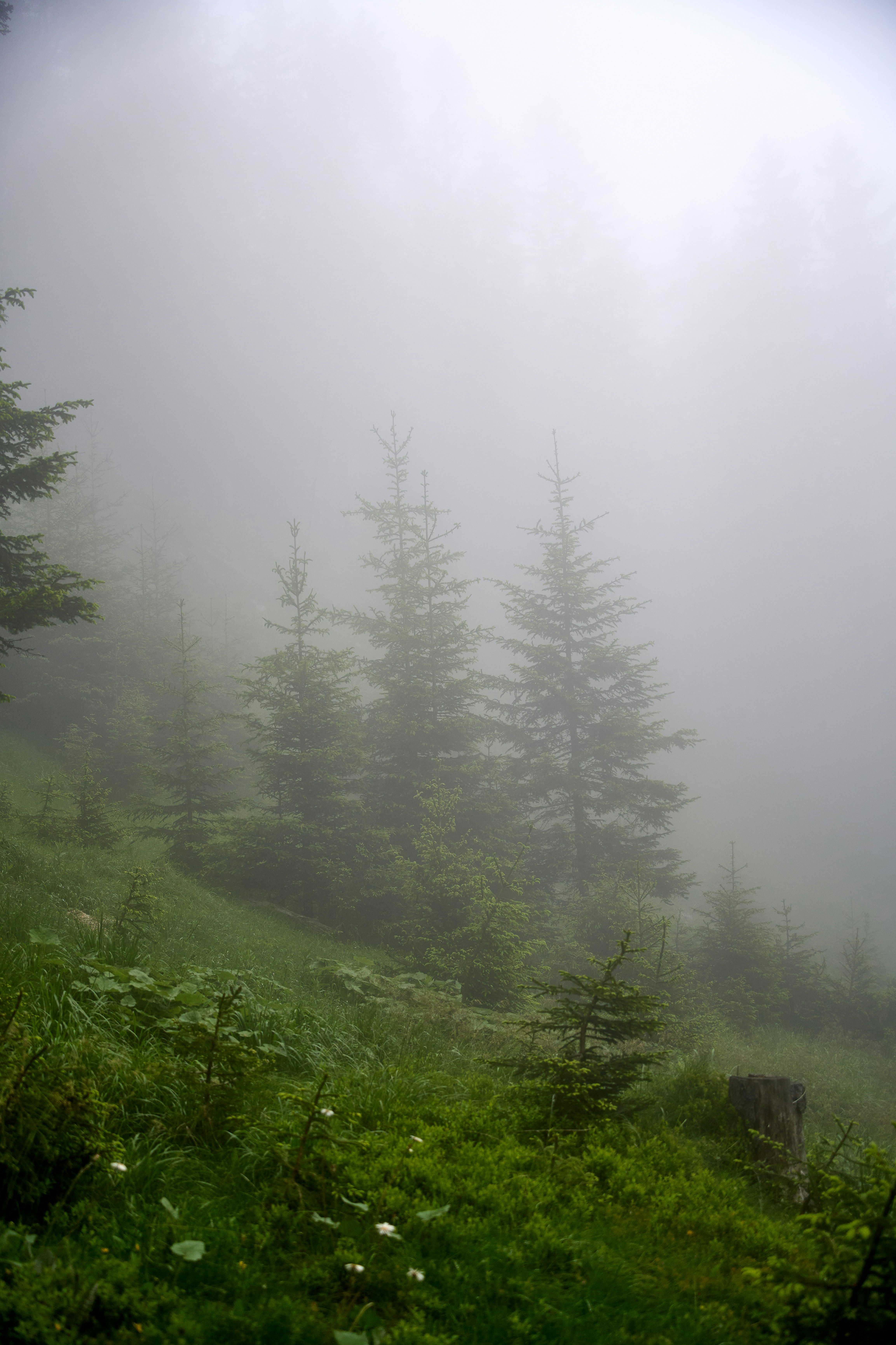 Photo by wolfgang_hasselmann