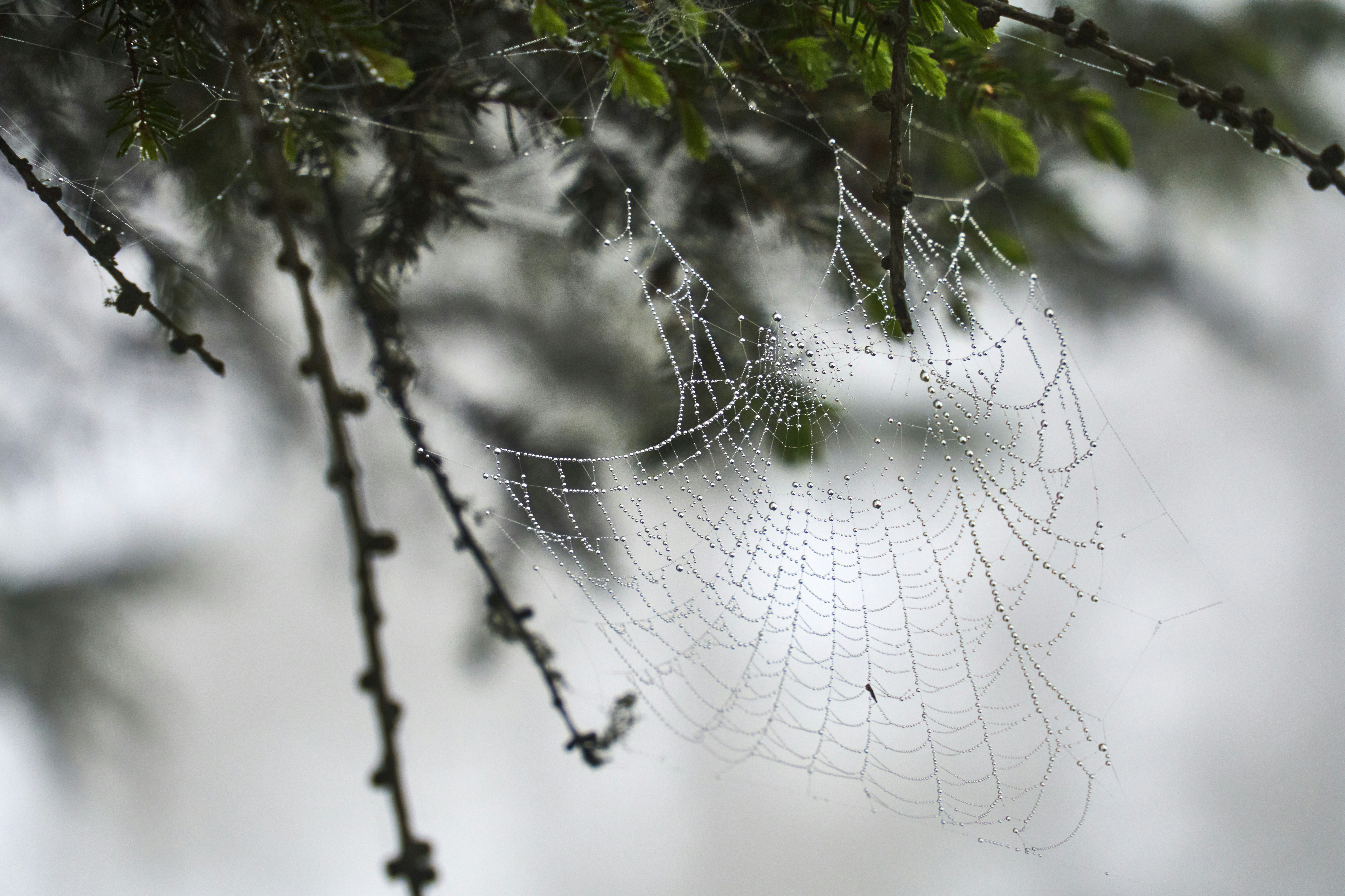 Photo by wolfgang_hasselmann