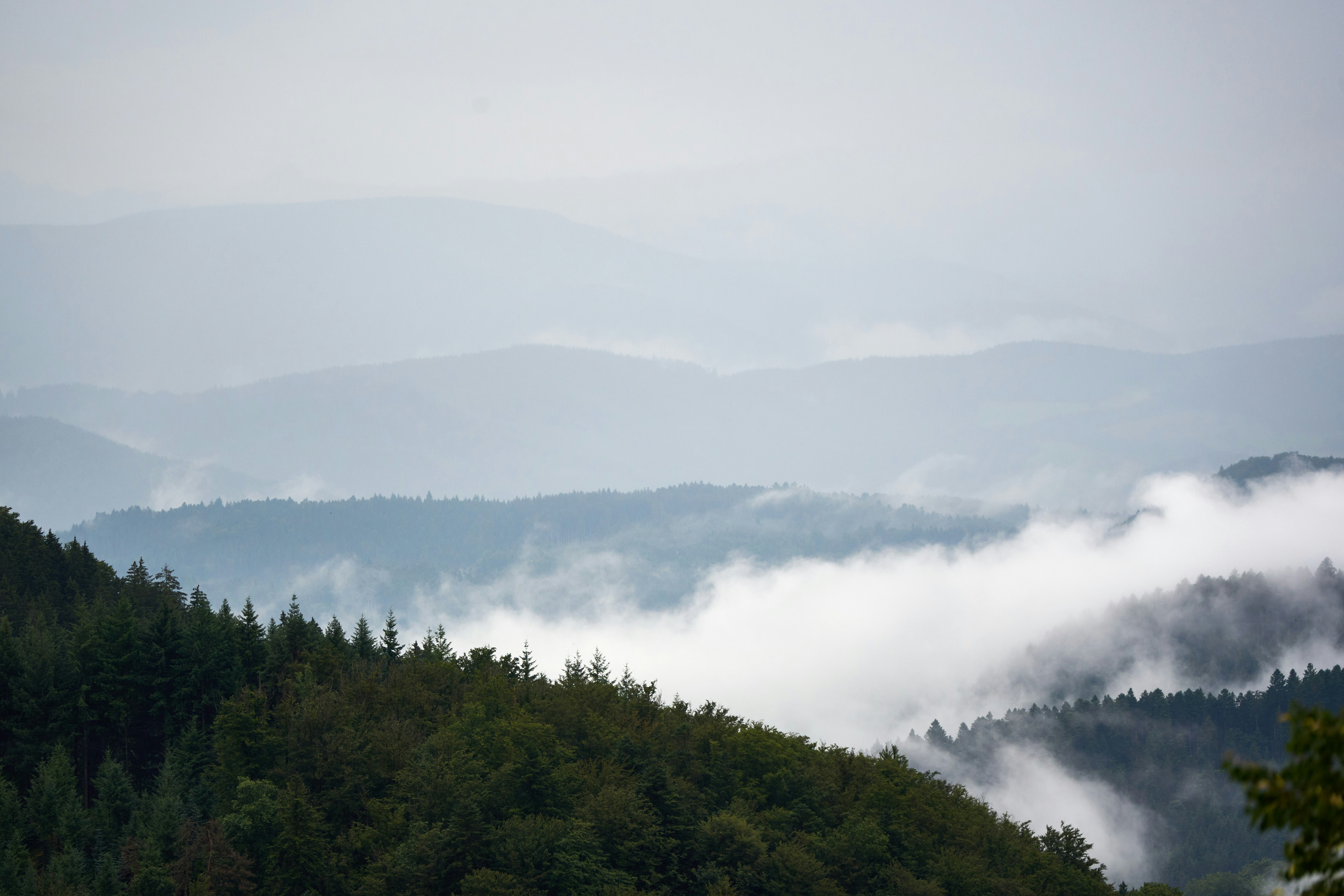 Photo by wolfgang_hasselmann