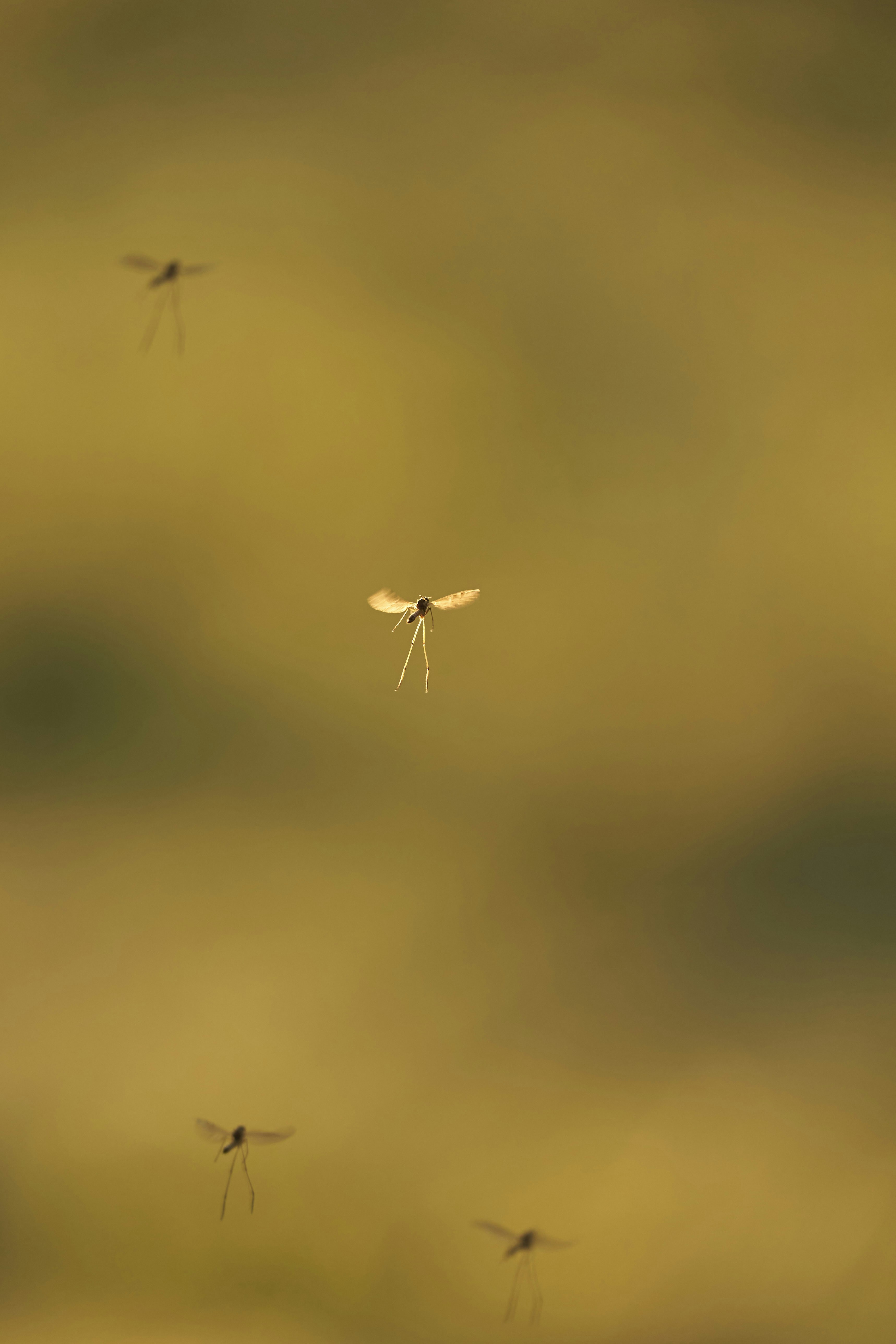 Photo by wolfgang_hasselmann