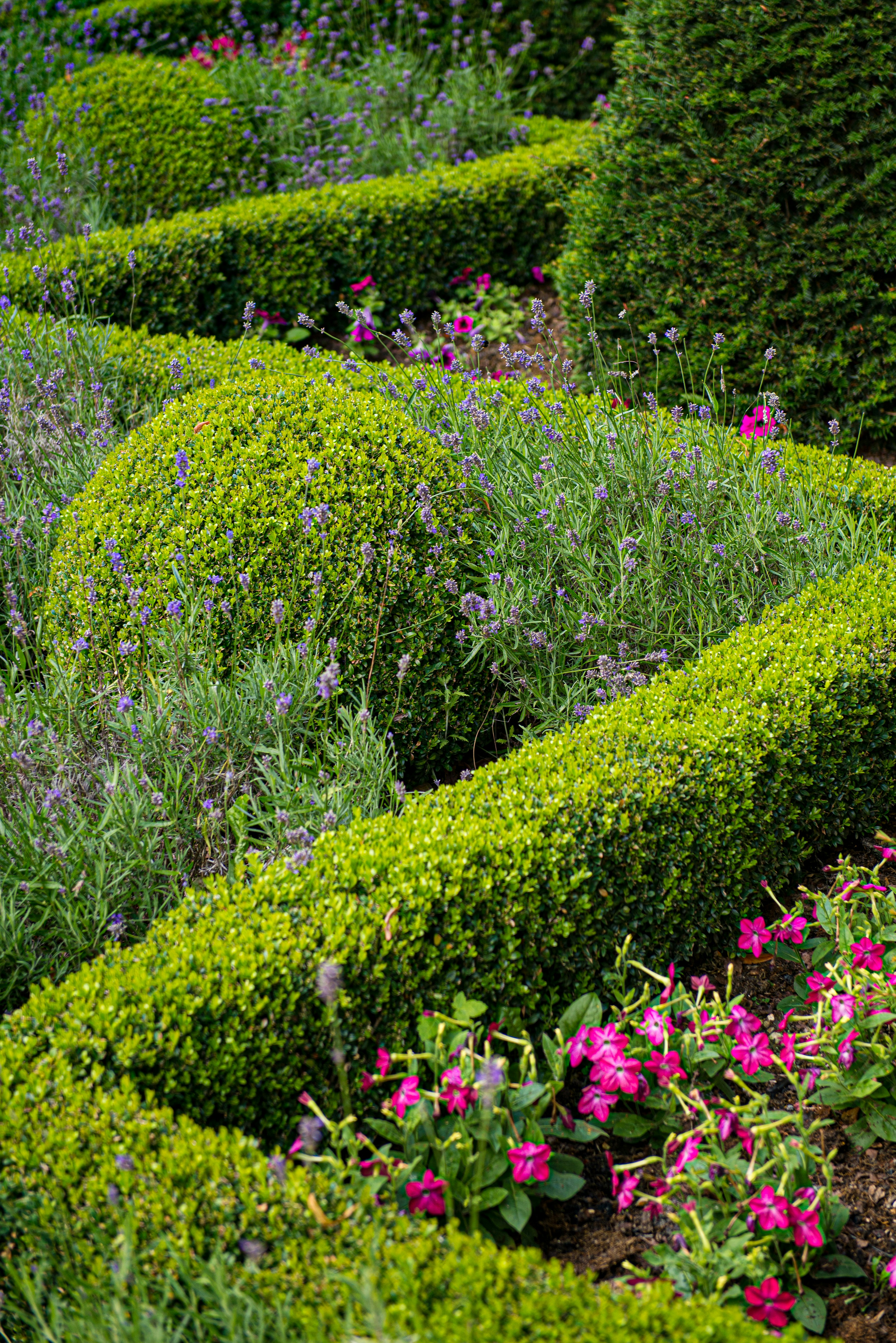 A garden filled with lots of different types of flowers