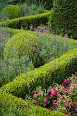 A garden filled with lots of different types of flowers