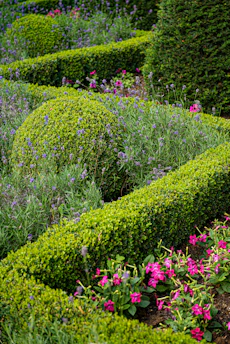 A garden filled with lots of different types of flowers