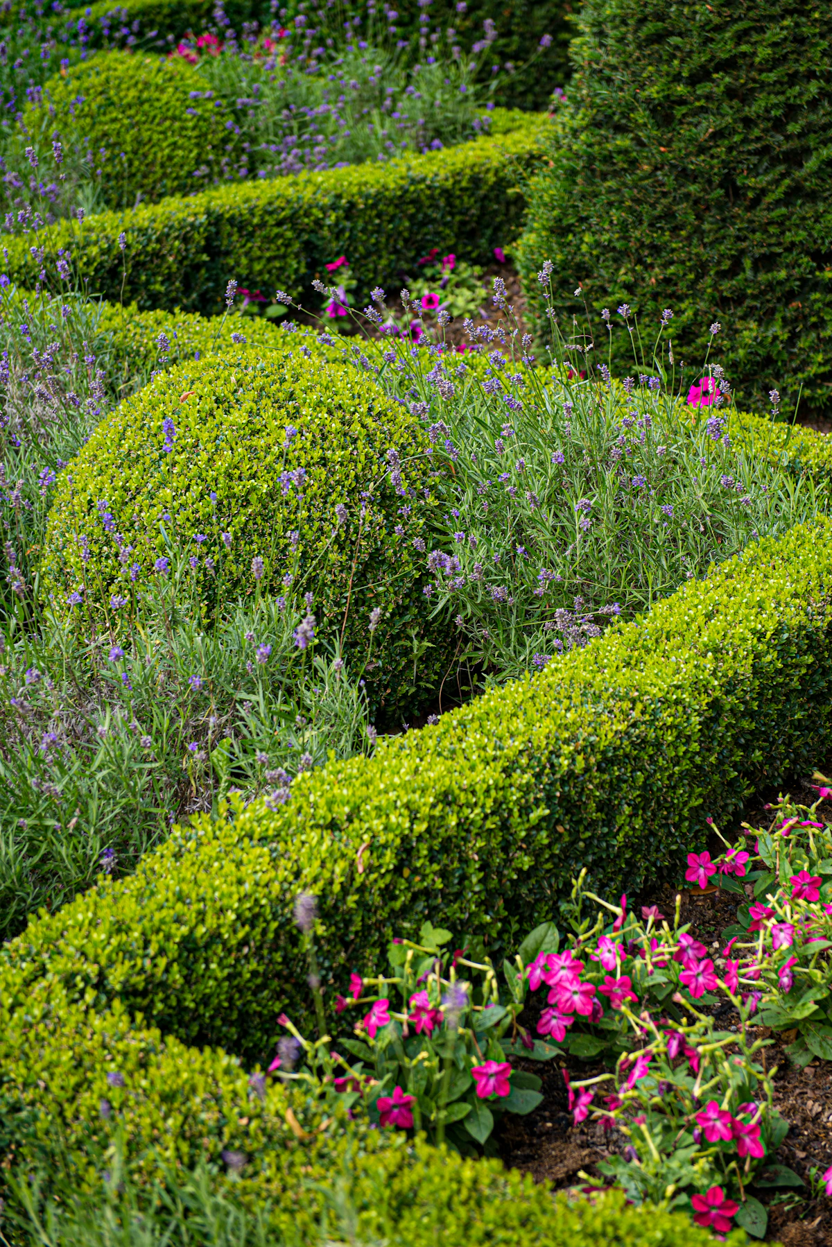 Geometric boxwood hedges and spherical topiary with lavender and flowering beds