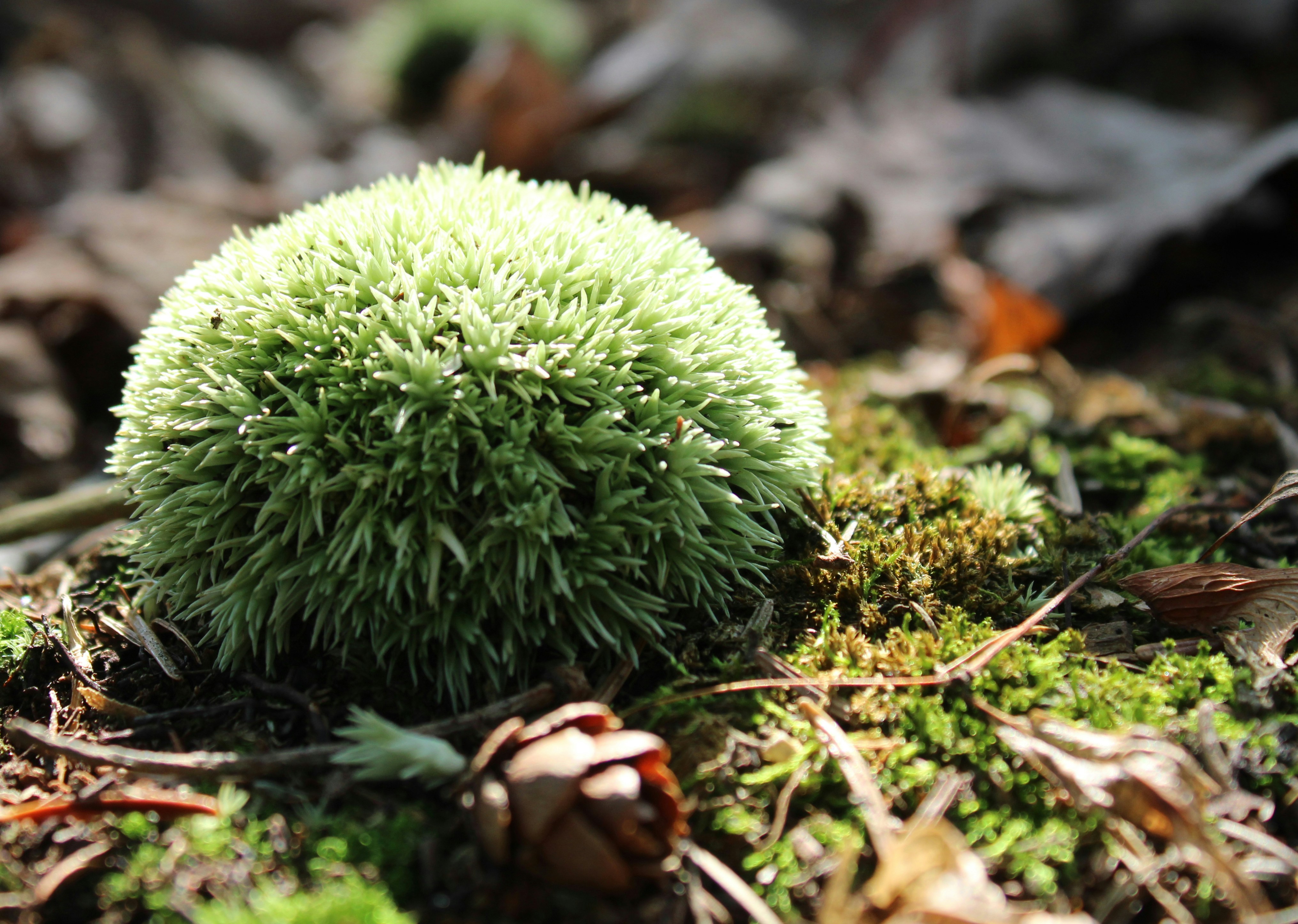 A close up of a small ball of moss on the ground