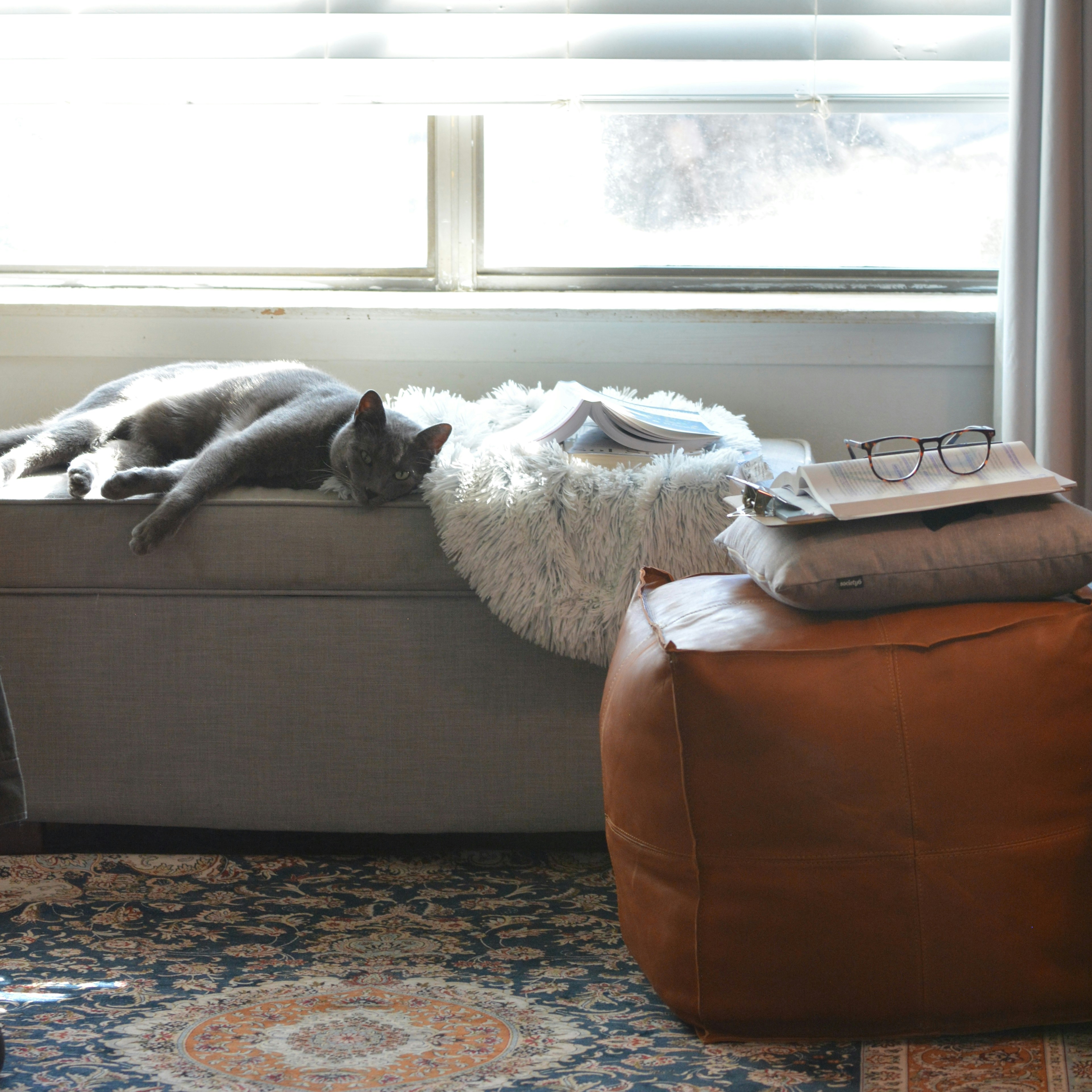 Why You Should Let Sleeping Cats Lie (image credits: unsplash)