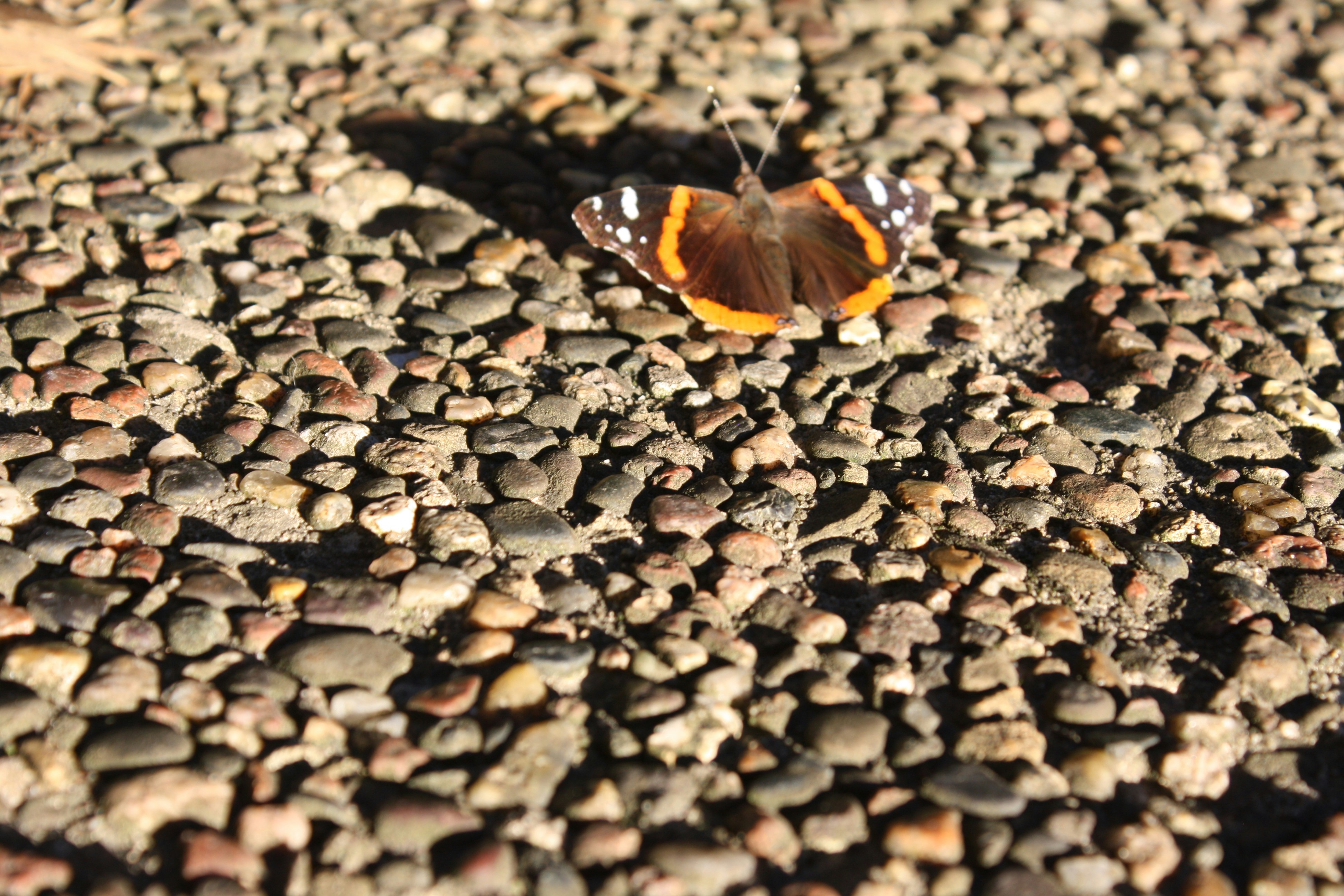 Photo by theartsy_waterlily