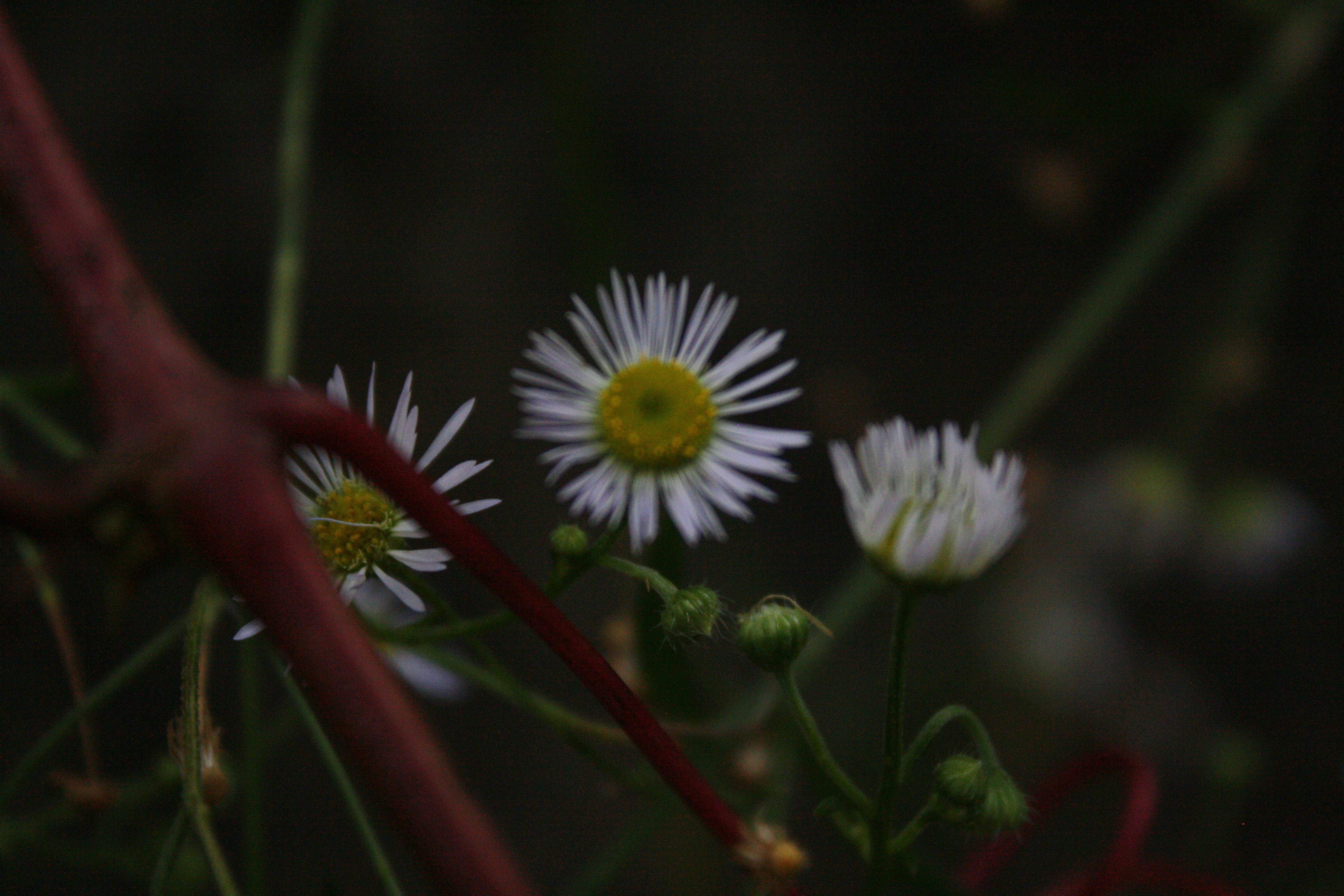 Photo by theartsy_waterlily