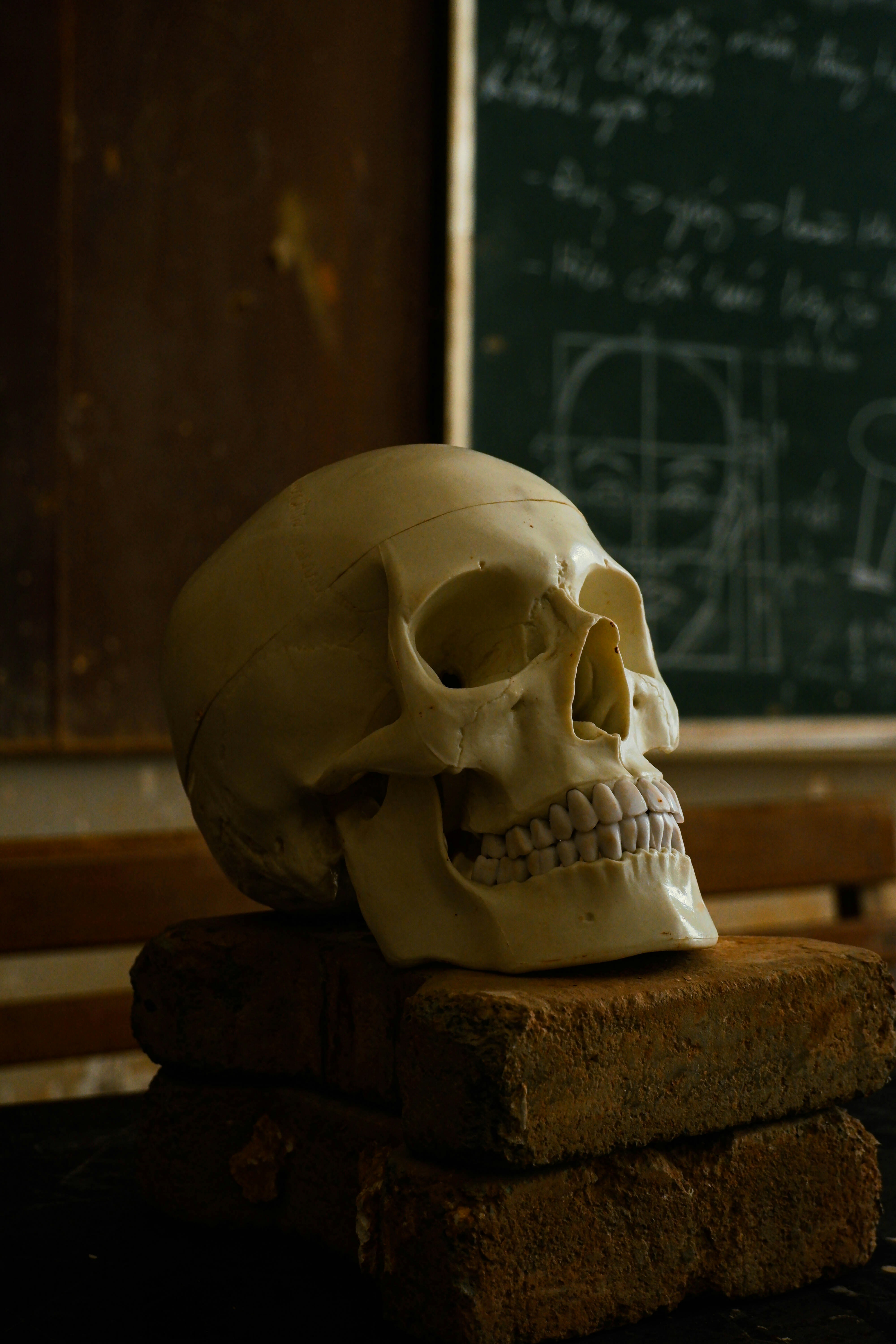 A human skull sitting on top of a stack of books