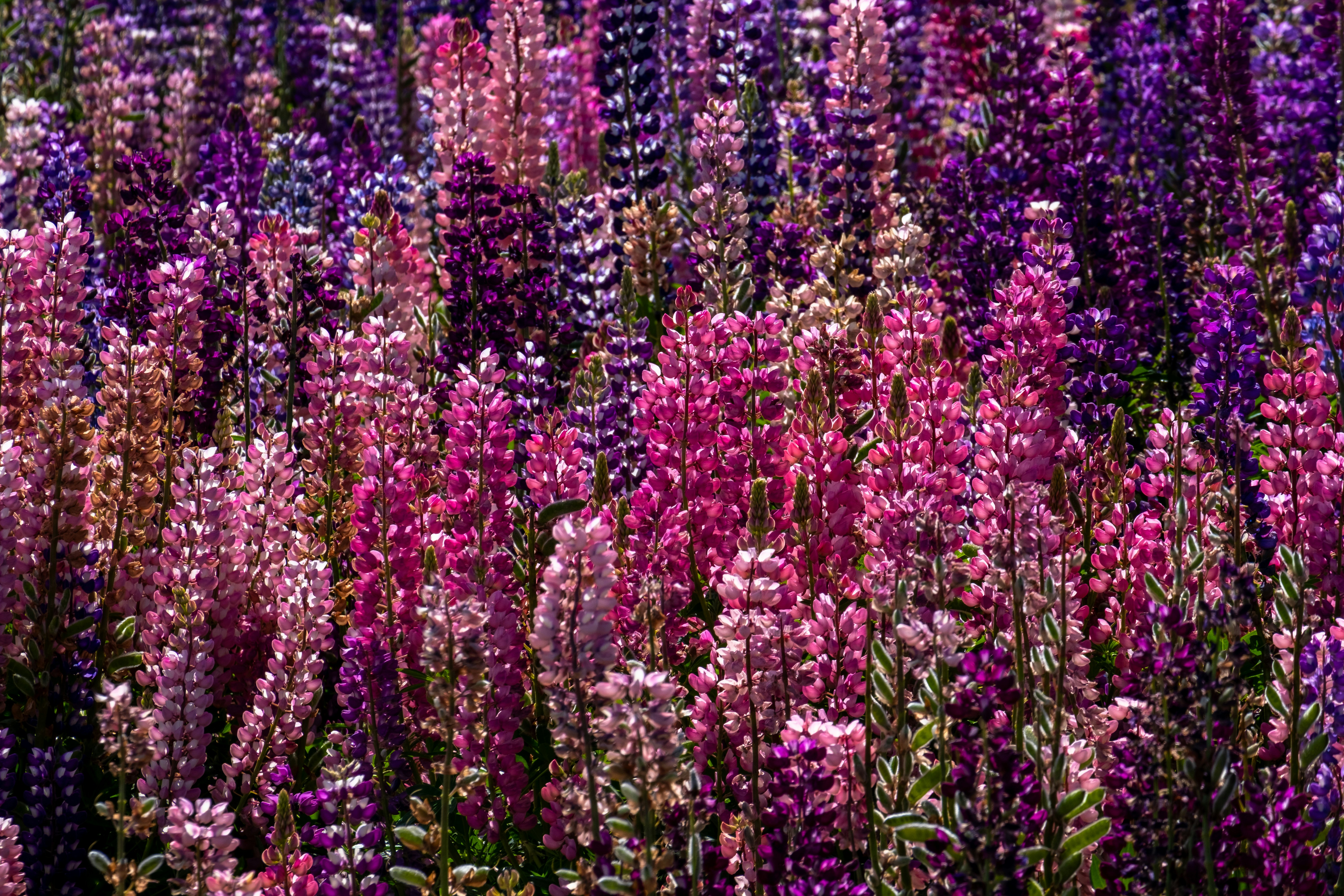 A field full of purple and pink flowers