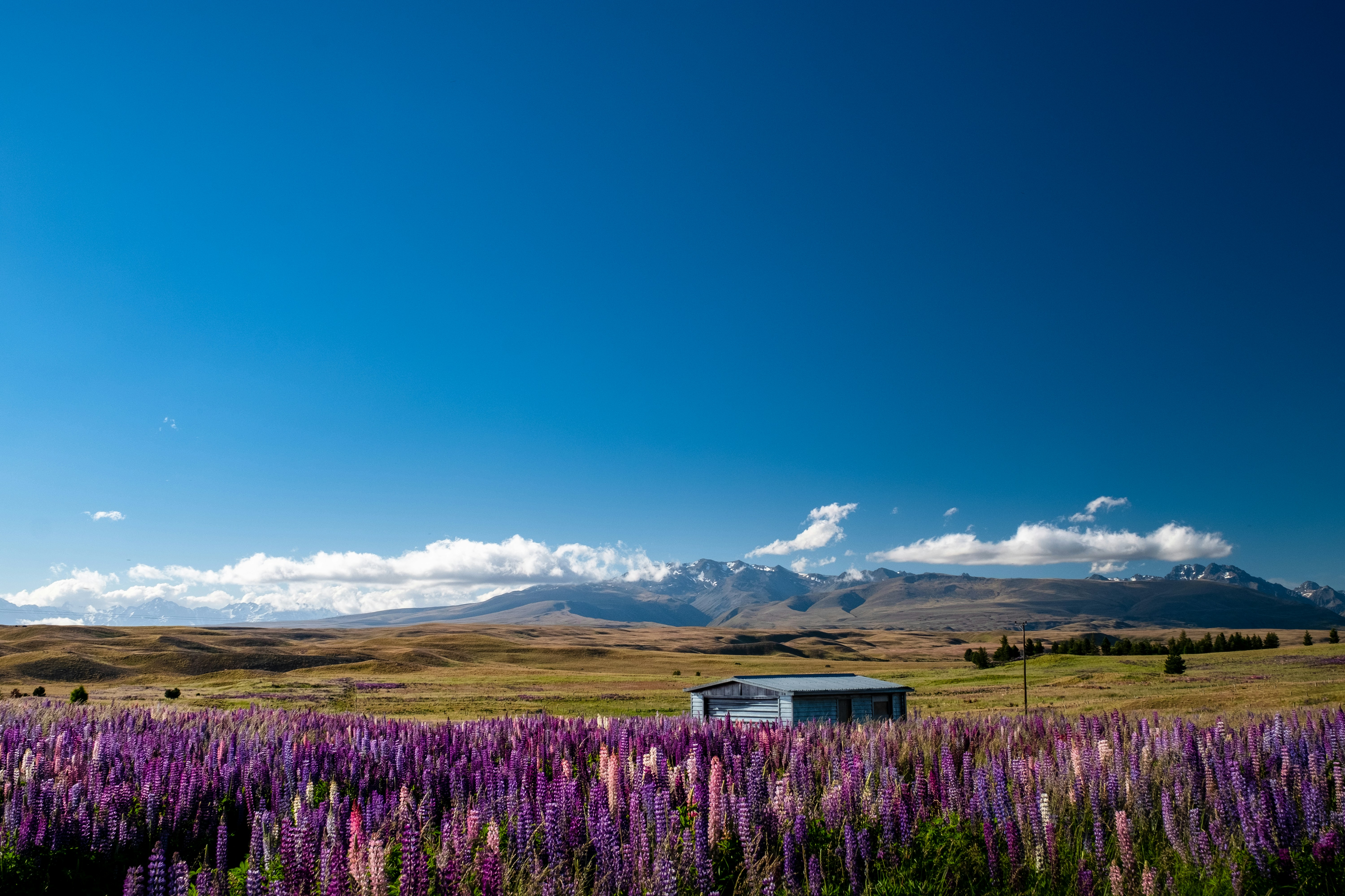 A field full of purple flowers with mountains in the background
