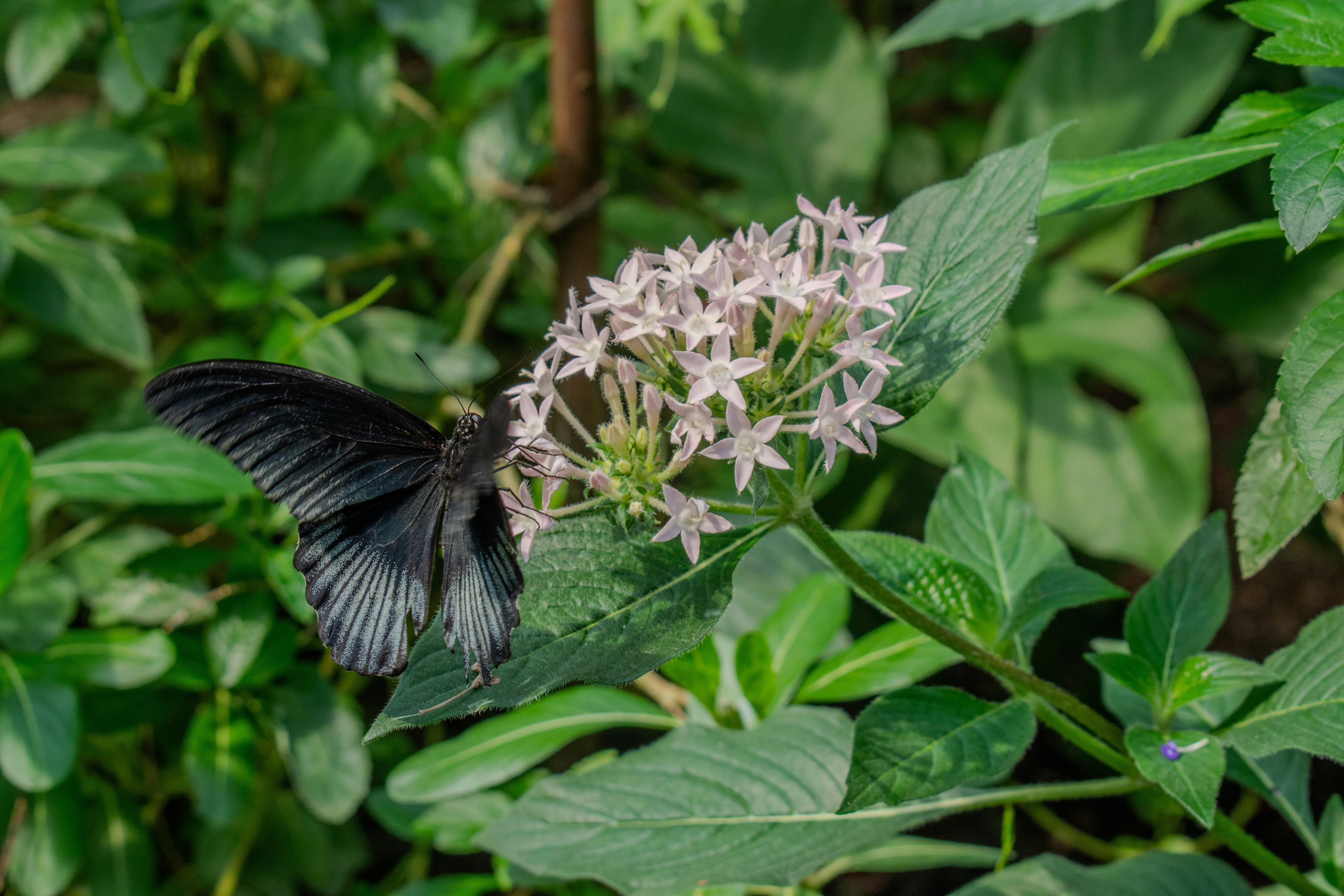 A black and white butterfly sitting on a flower photo – Free Flower ...