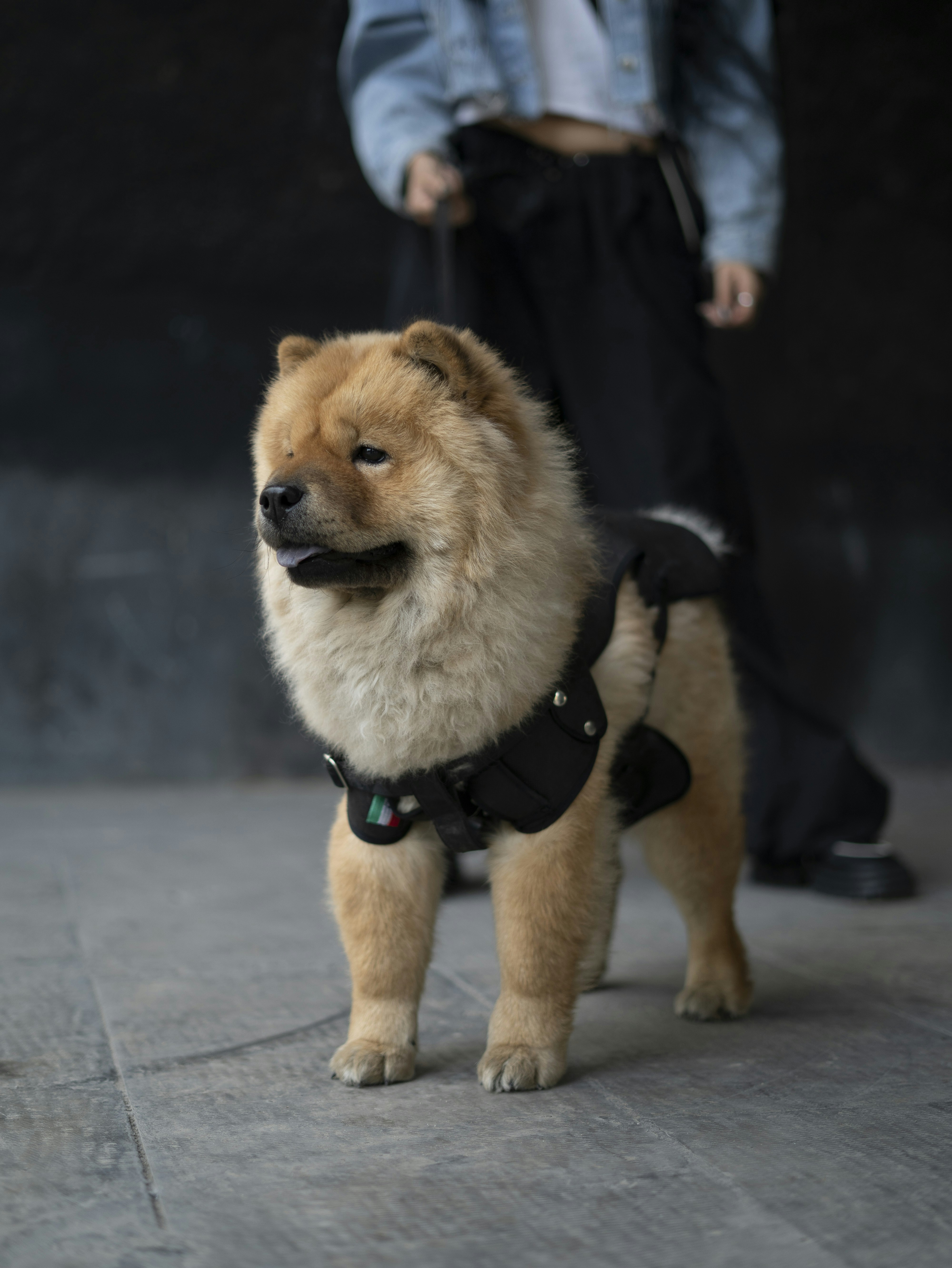 A dog wearing a harness standing on a sidewalk