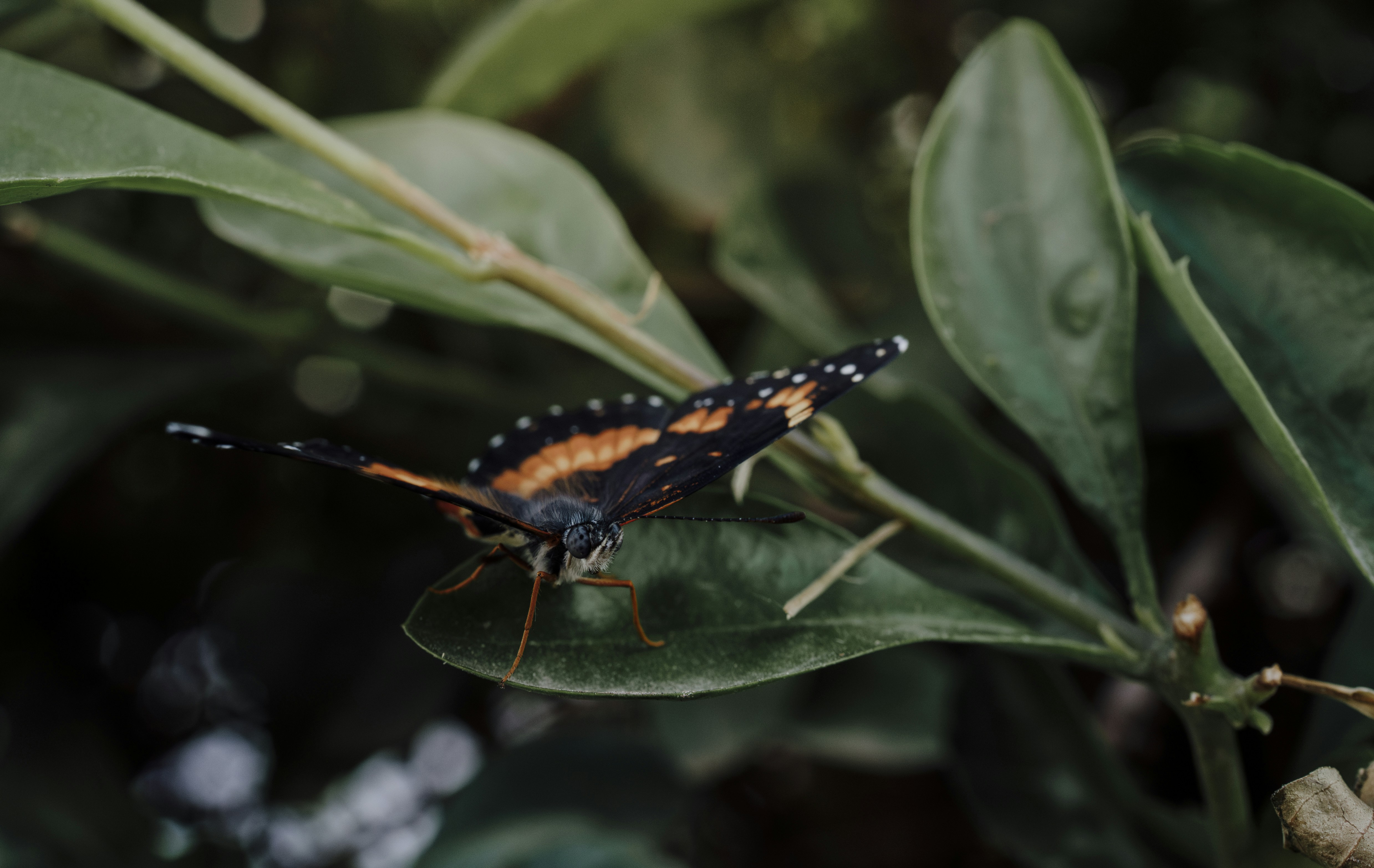 Photo by isaac_sarmiento17