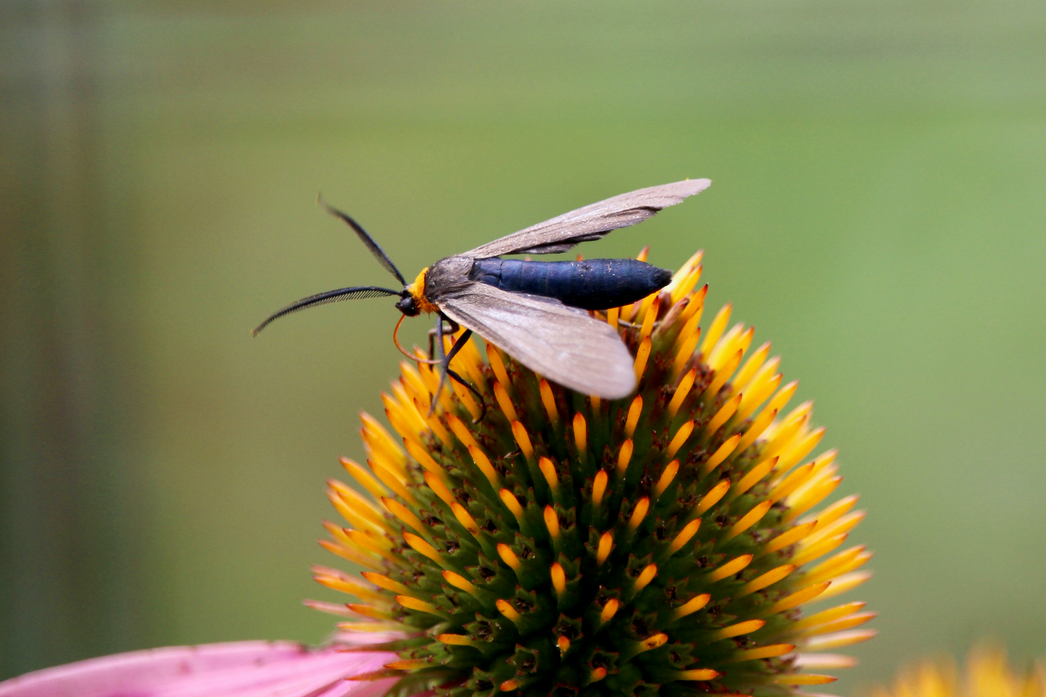 Photo by cecilemousist