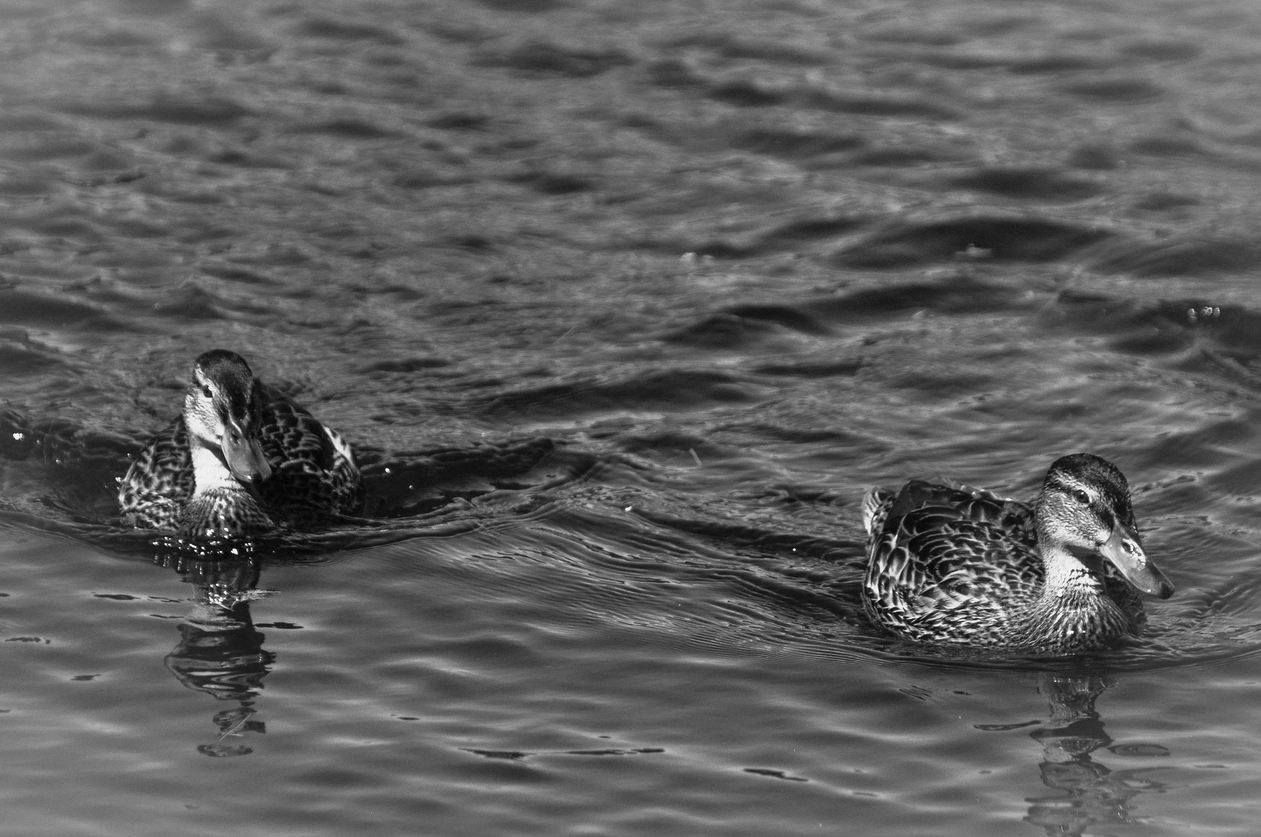 Photo by elenasizontseva