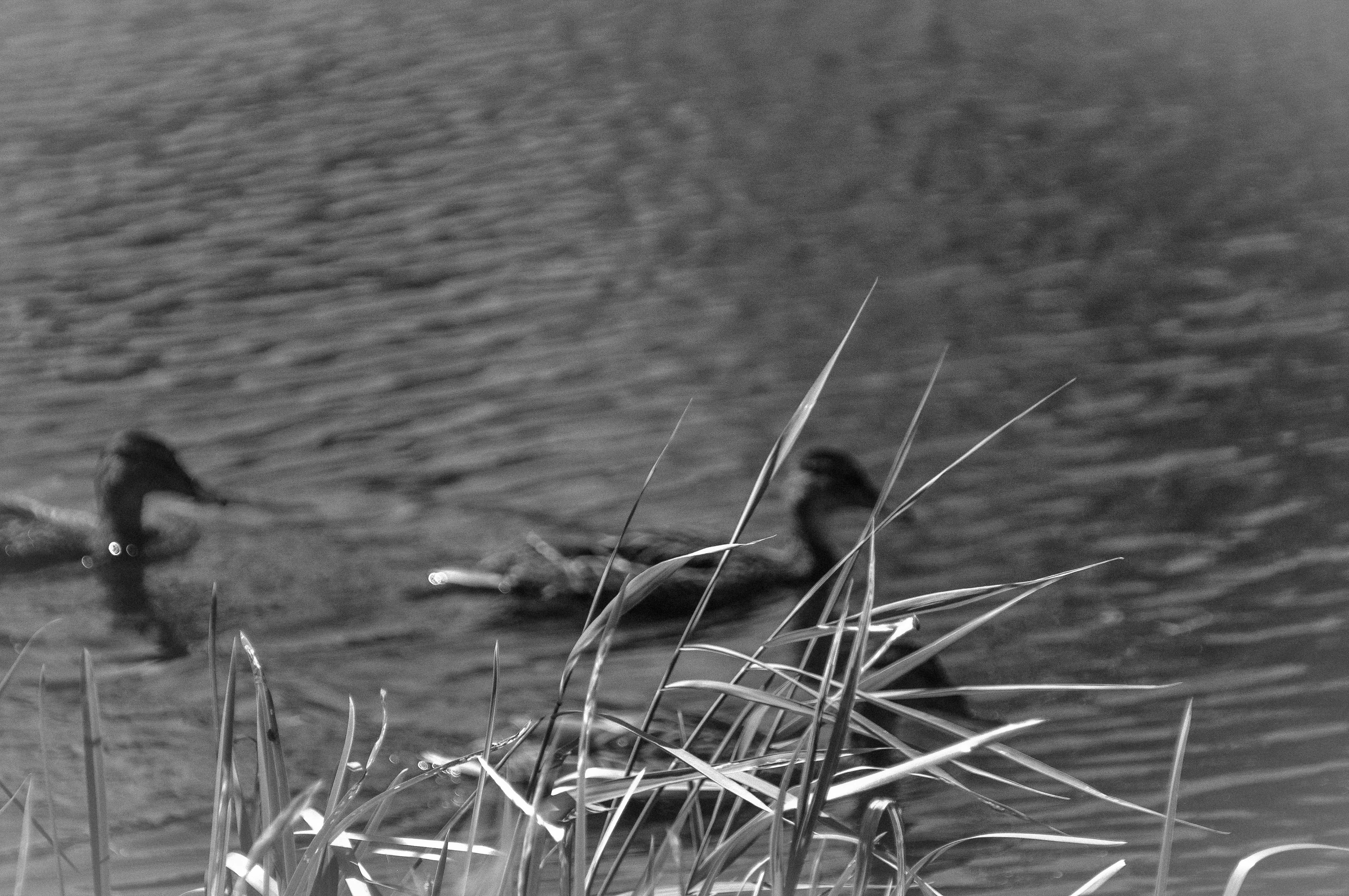 Photo by elenasizontseva