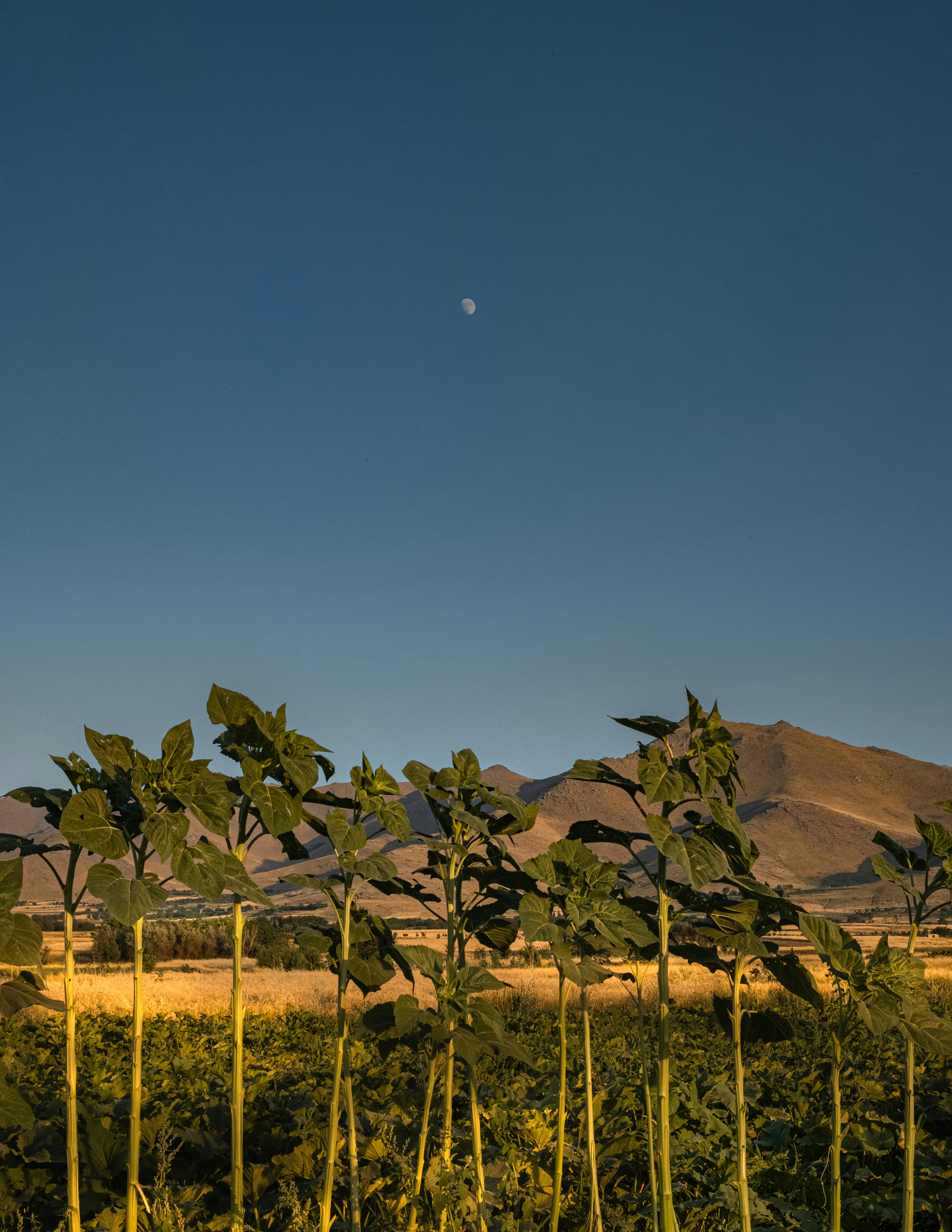 A row of trees with a half moon in the background