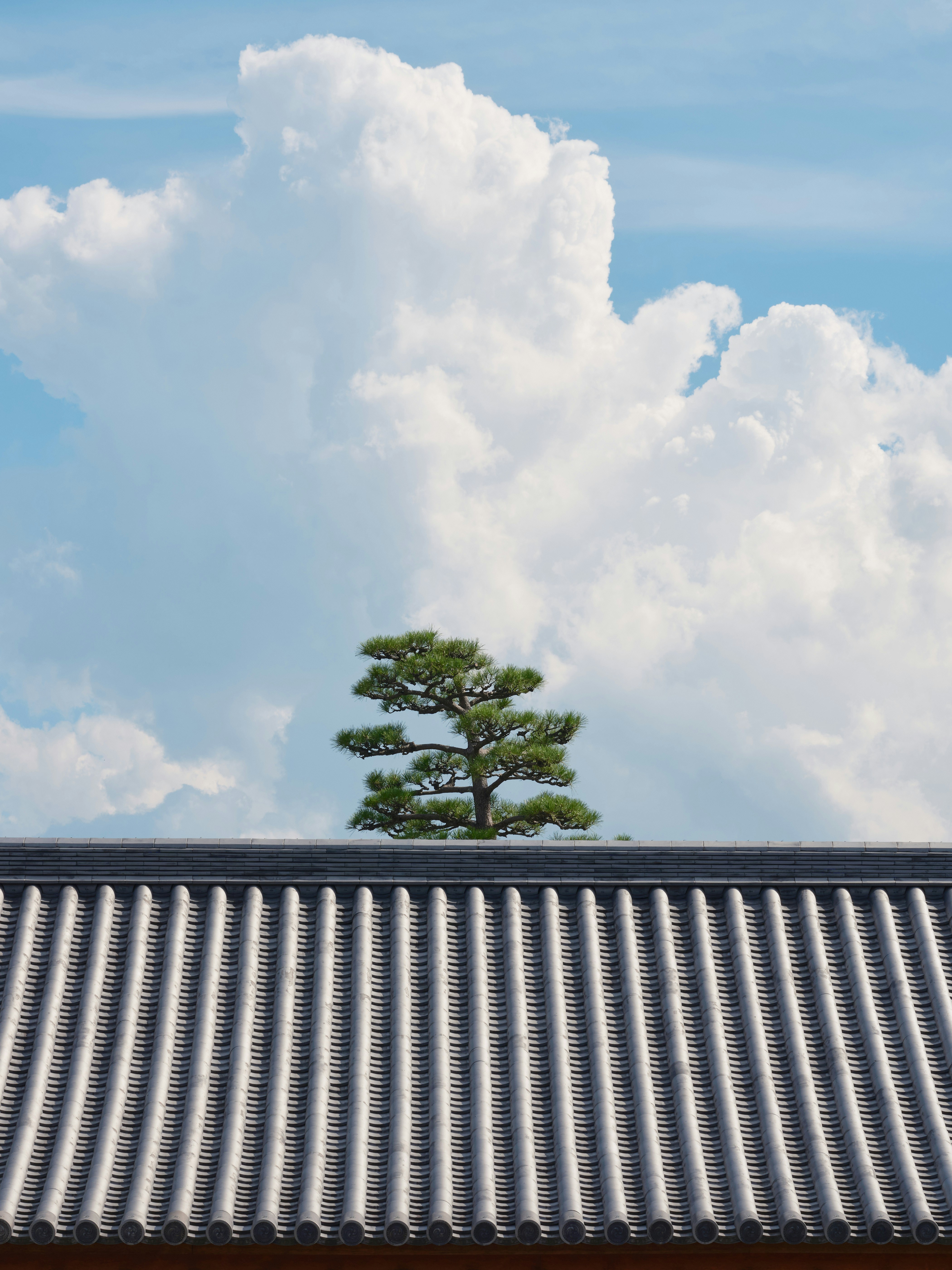 A tree on top of a roof with a sky background