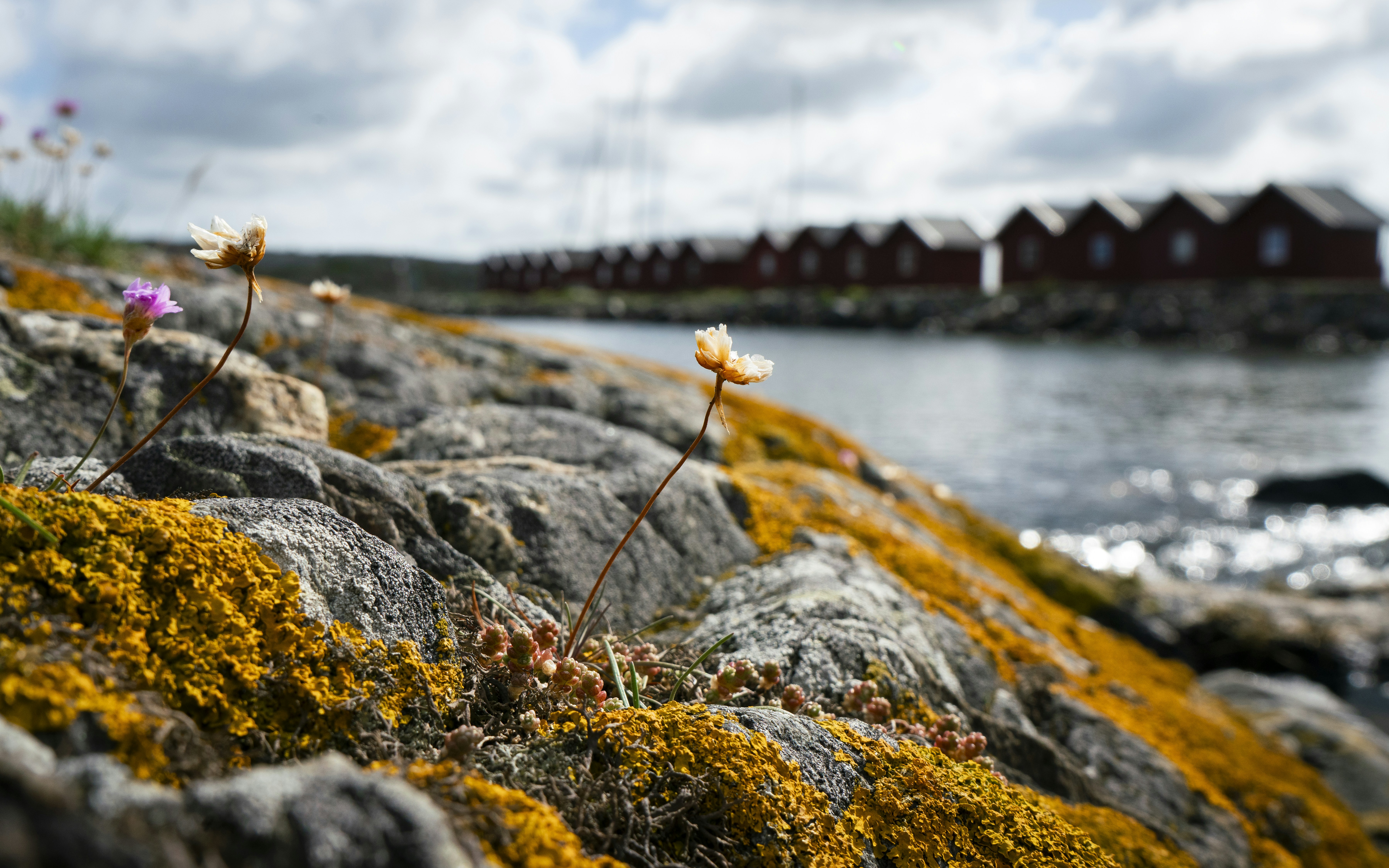 Moss growing on the rocks by the water