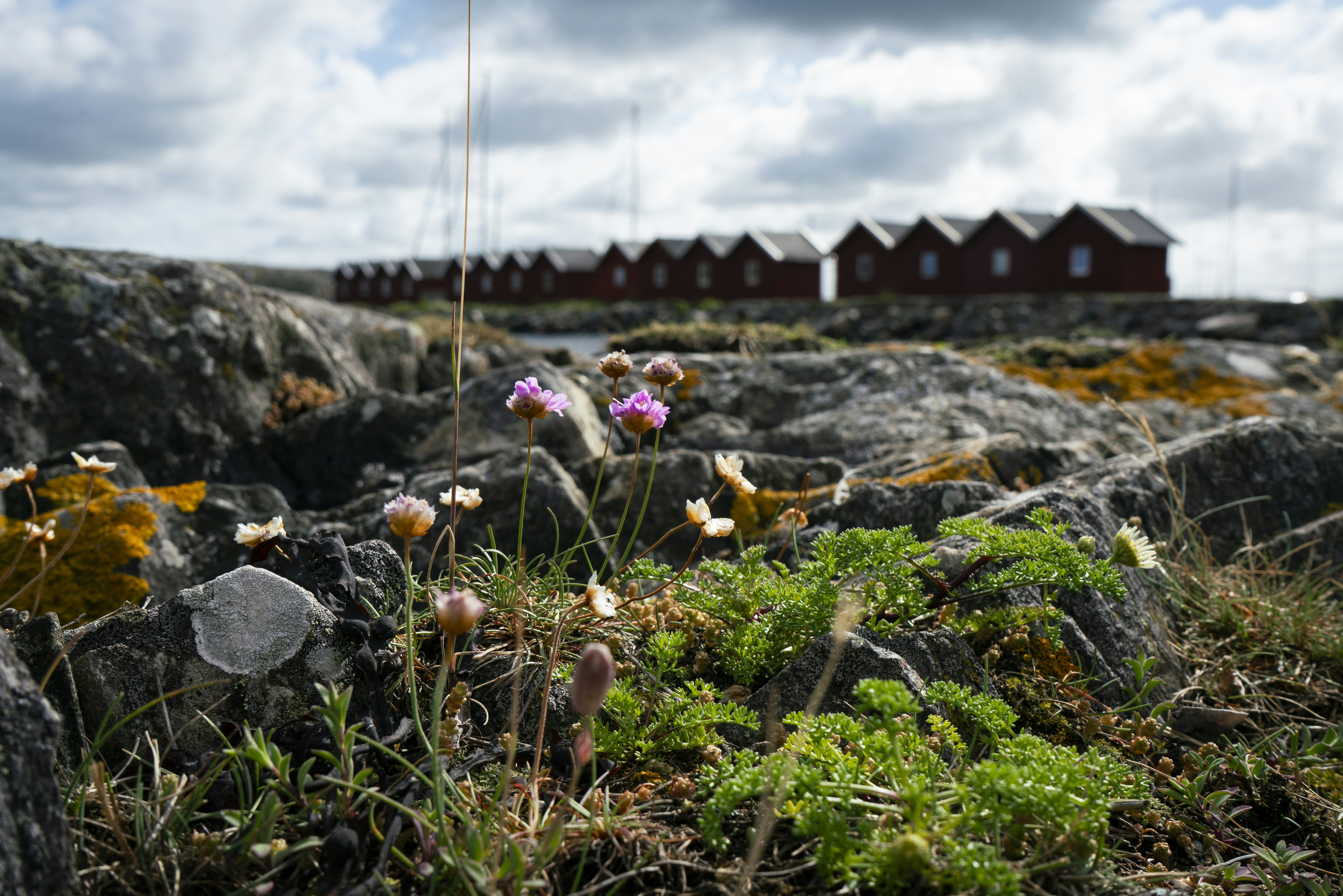 A bunch of flowers that are in the grass