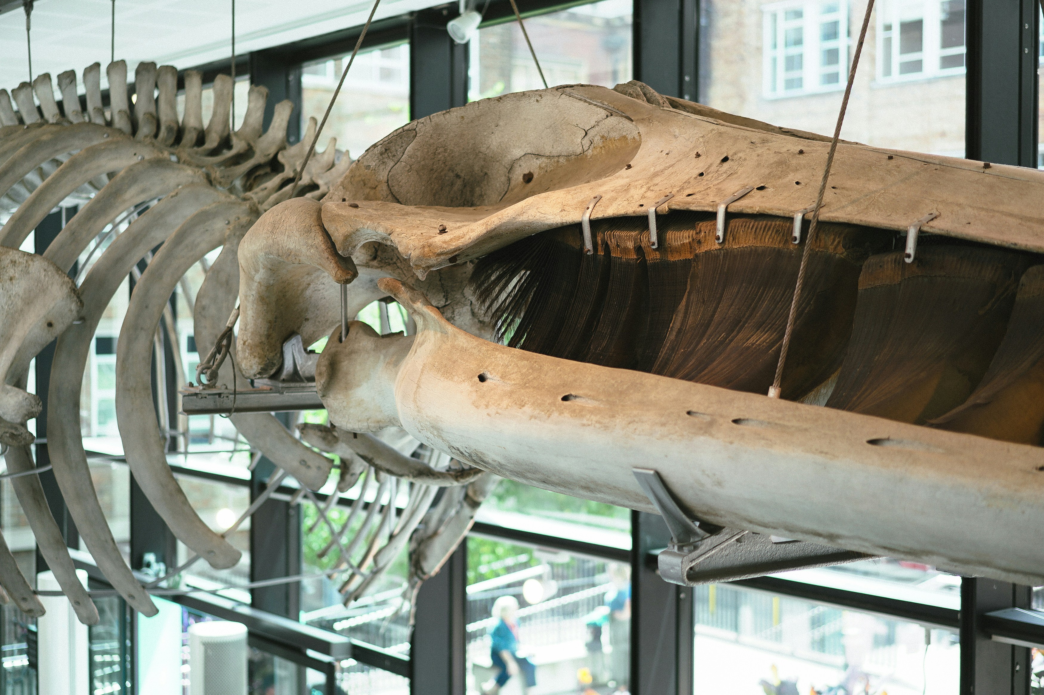 Un grand squelette d’animal suspendu sur le côté d’un bâtiment