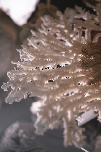 A close up of a coral skeleton