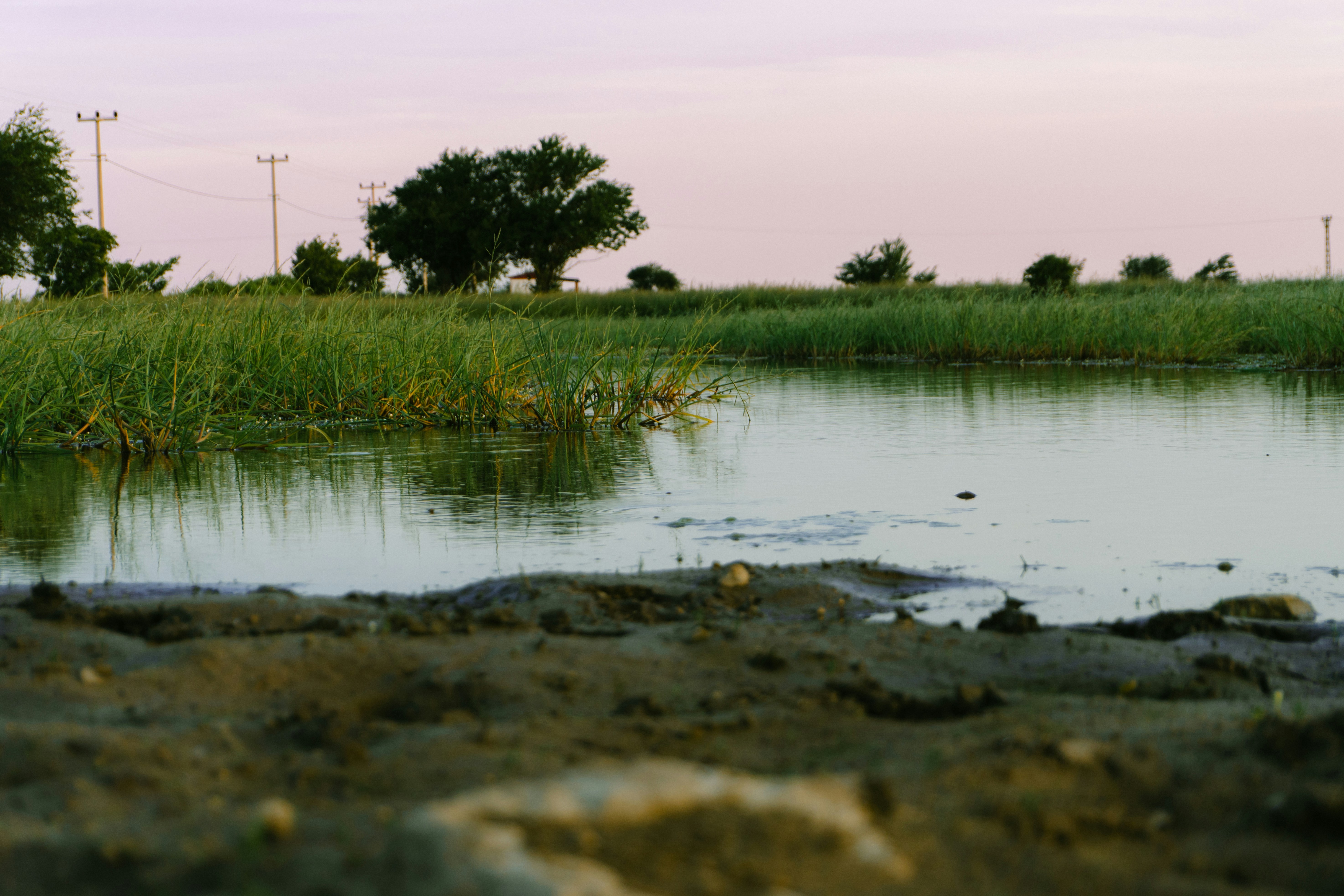 A giraffe standing next to a body of water