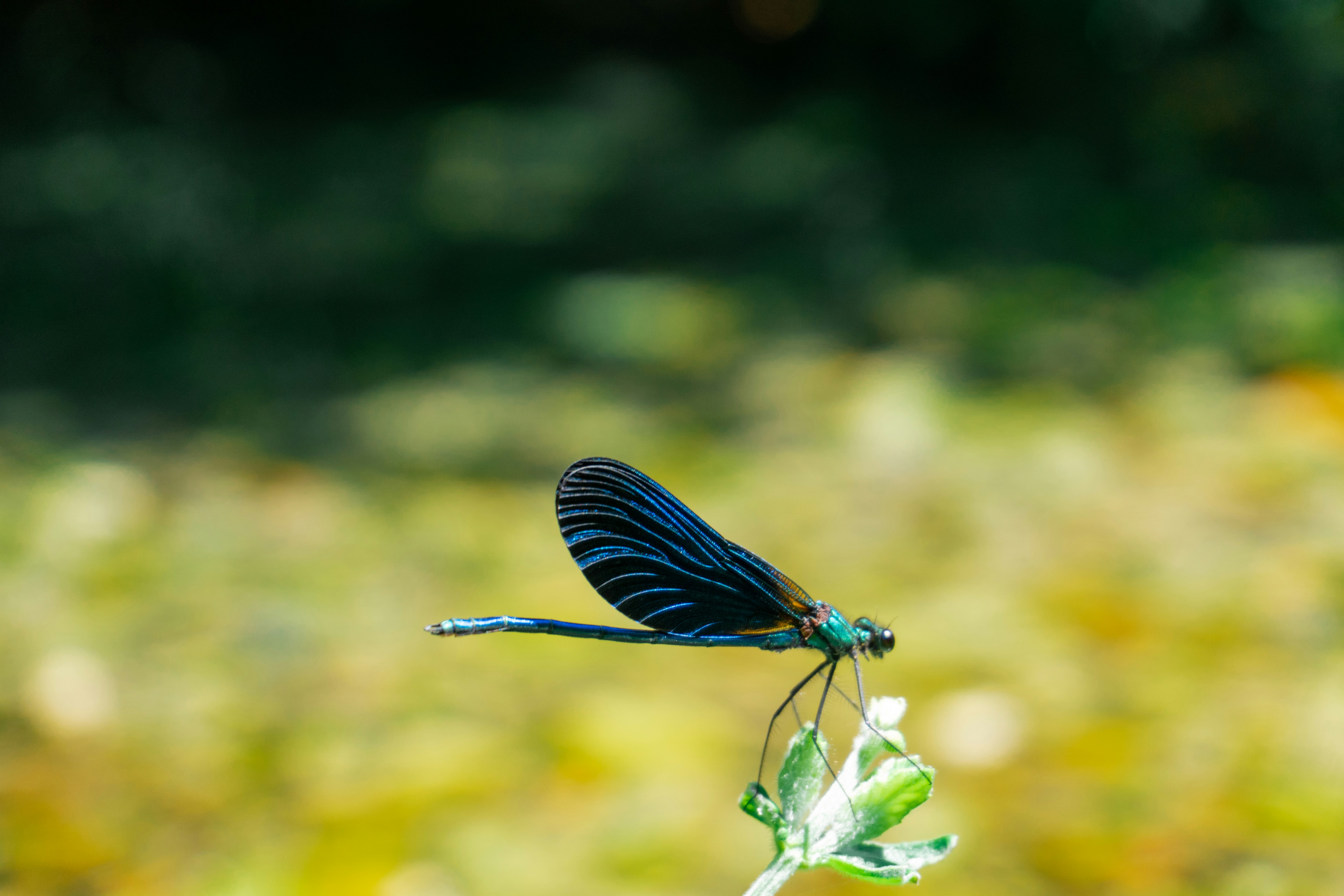 A blue dragonfly sitting on top of a green plant photo – Free Dragonfly ...