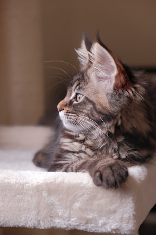 A cat laying on top of a scratching post