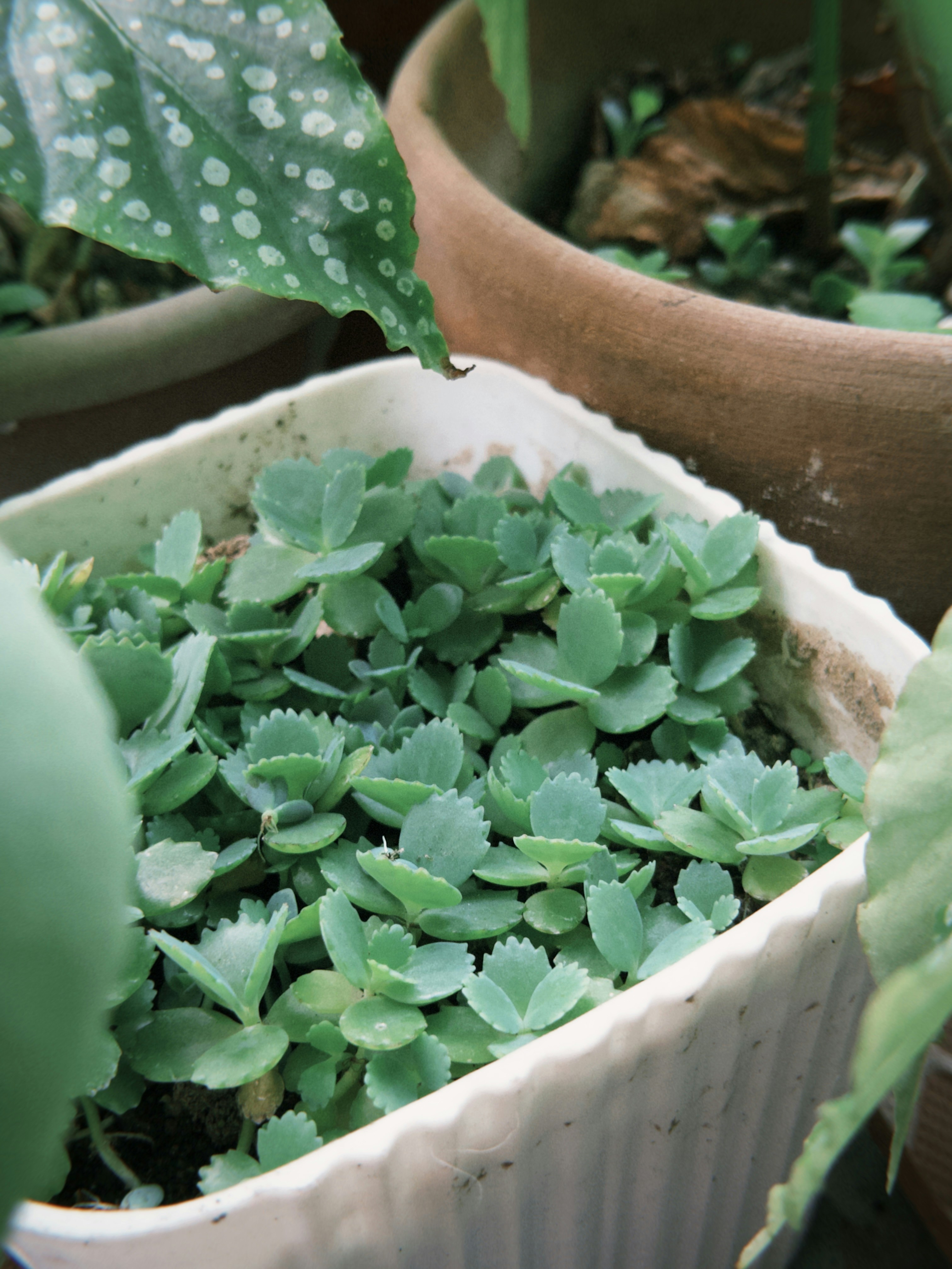 Photo by kchristanne