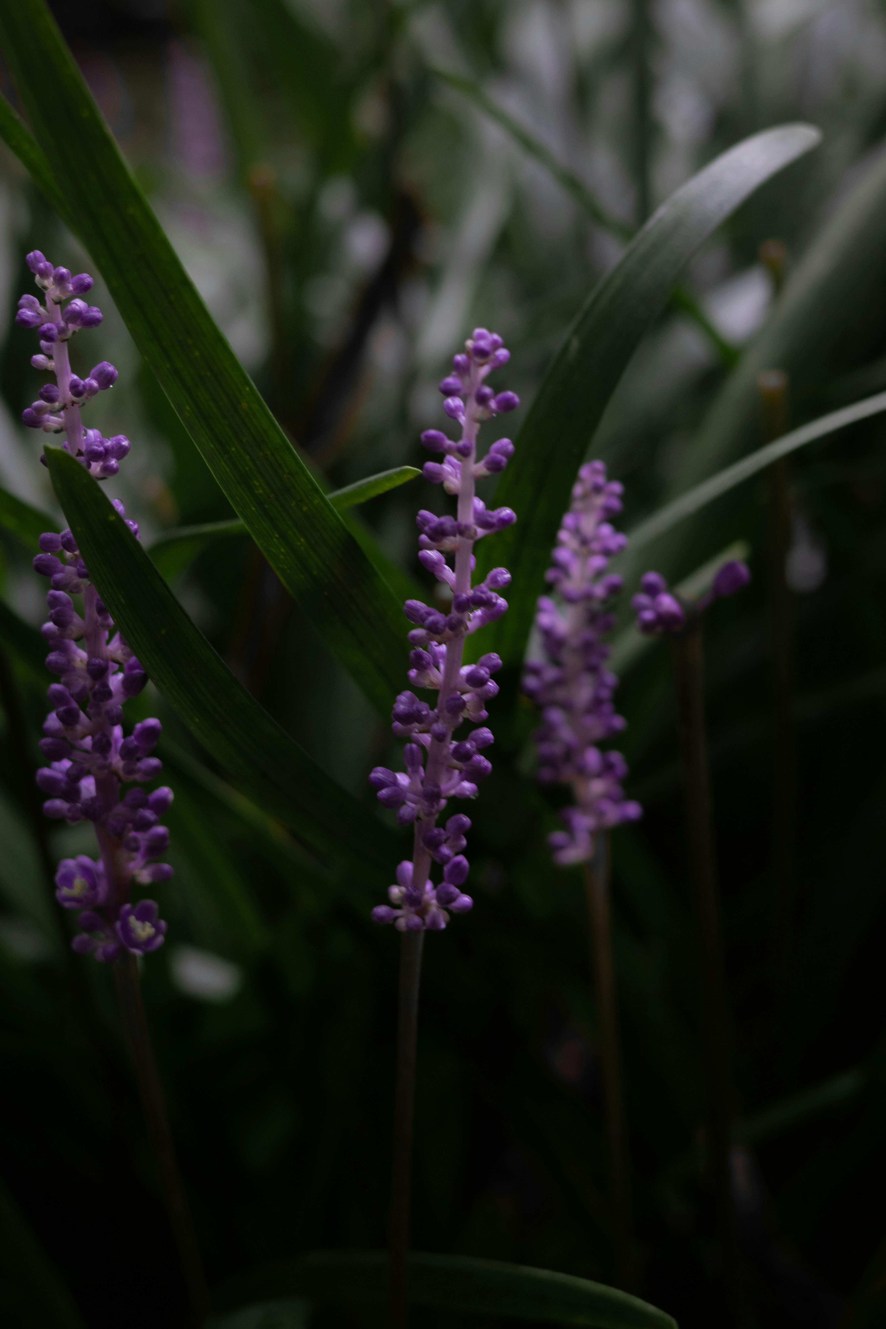 A close up of a bunch of purple flowers