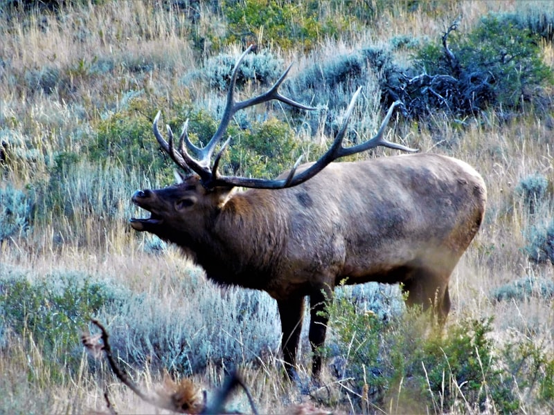 A bull elk with a wide antler rack standing in silver-green sagebrush with its mouth open mid-bugle
