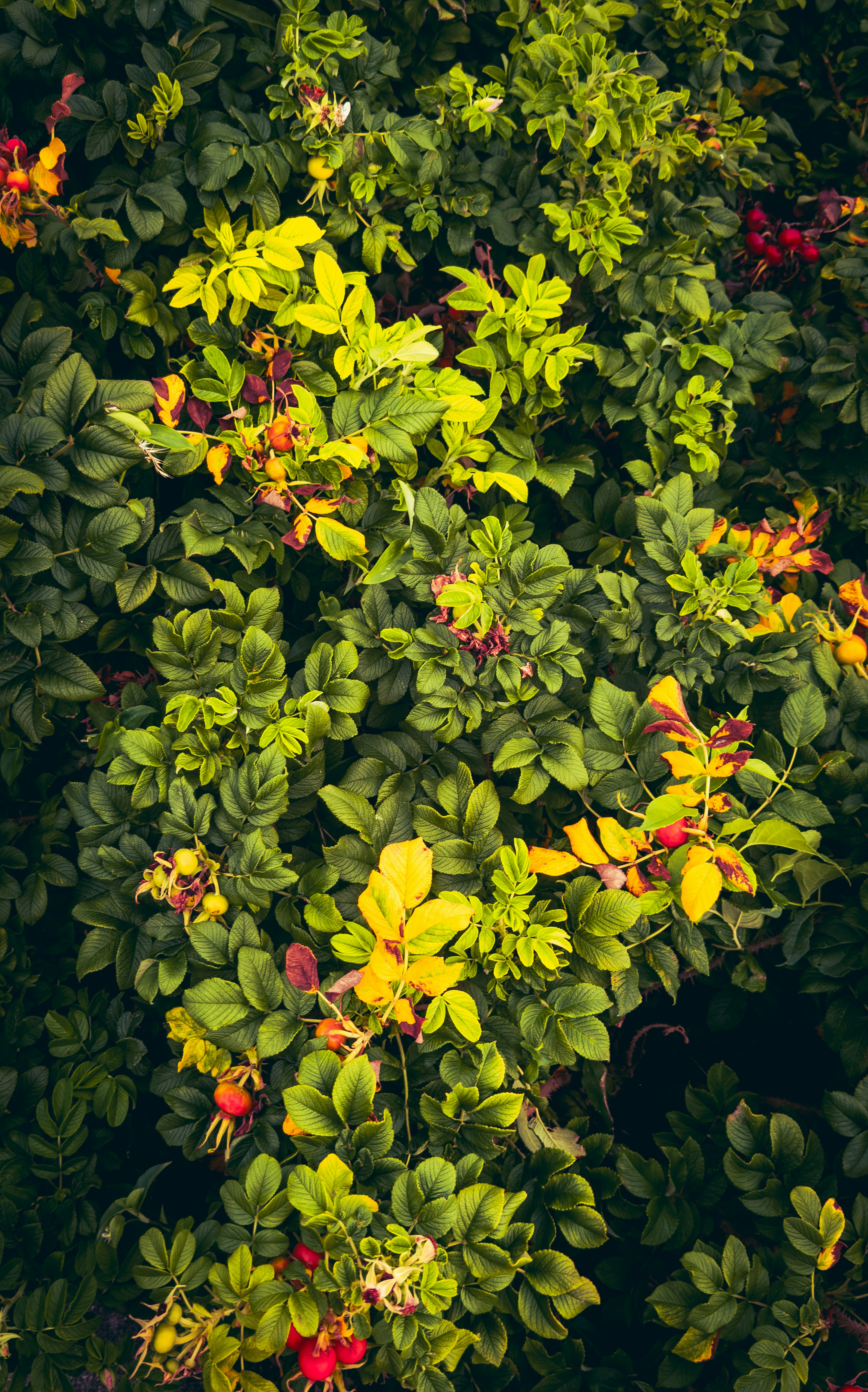 Photo by clevelandlewis