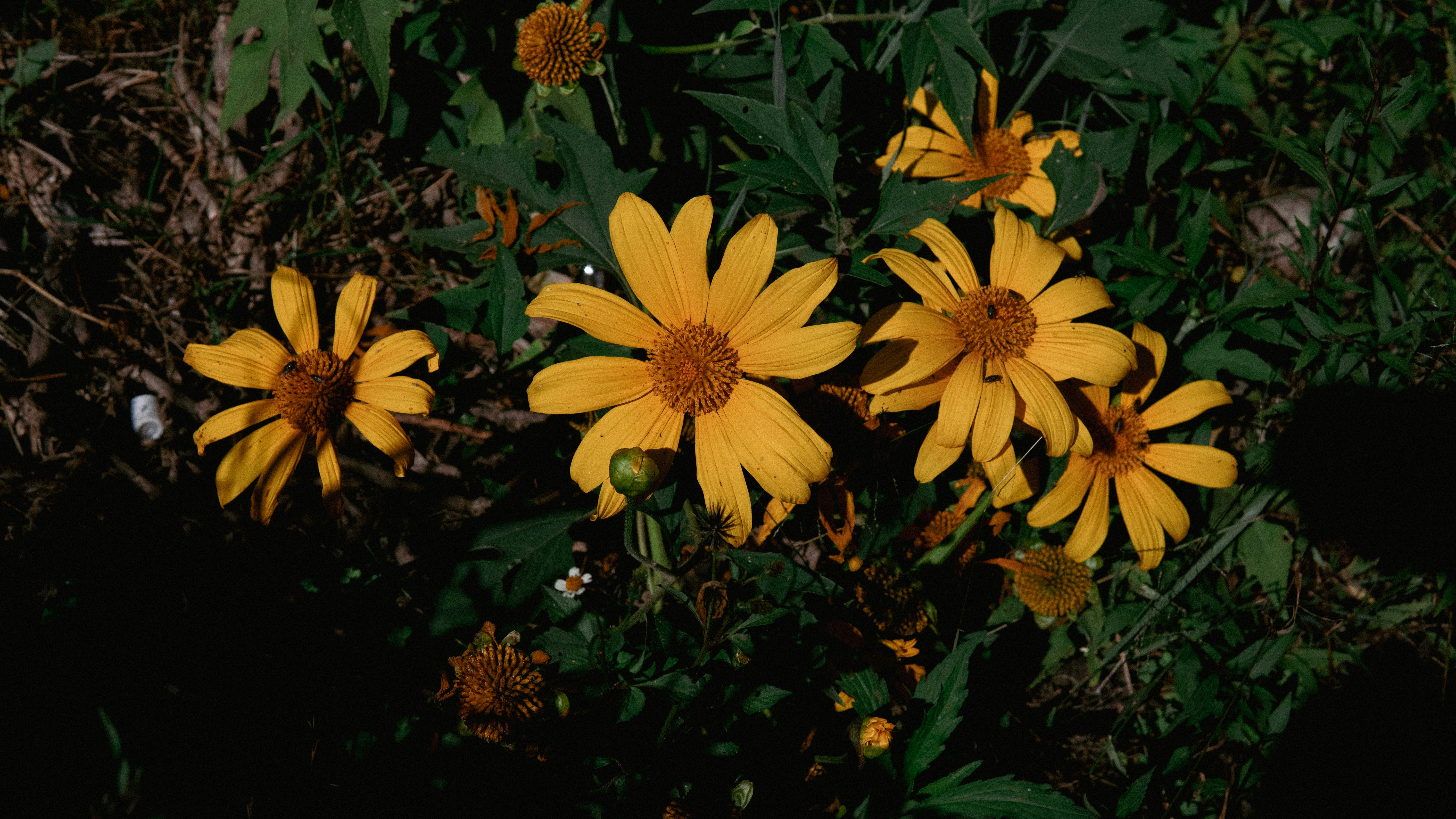 Photo by dzguevara