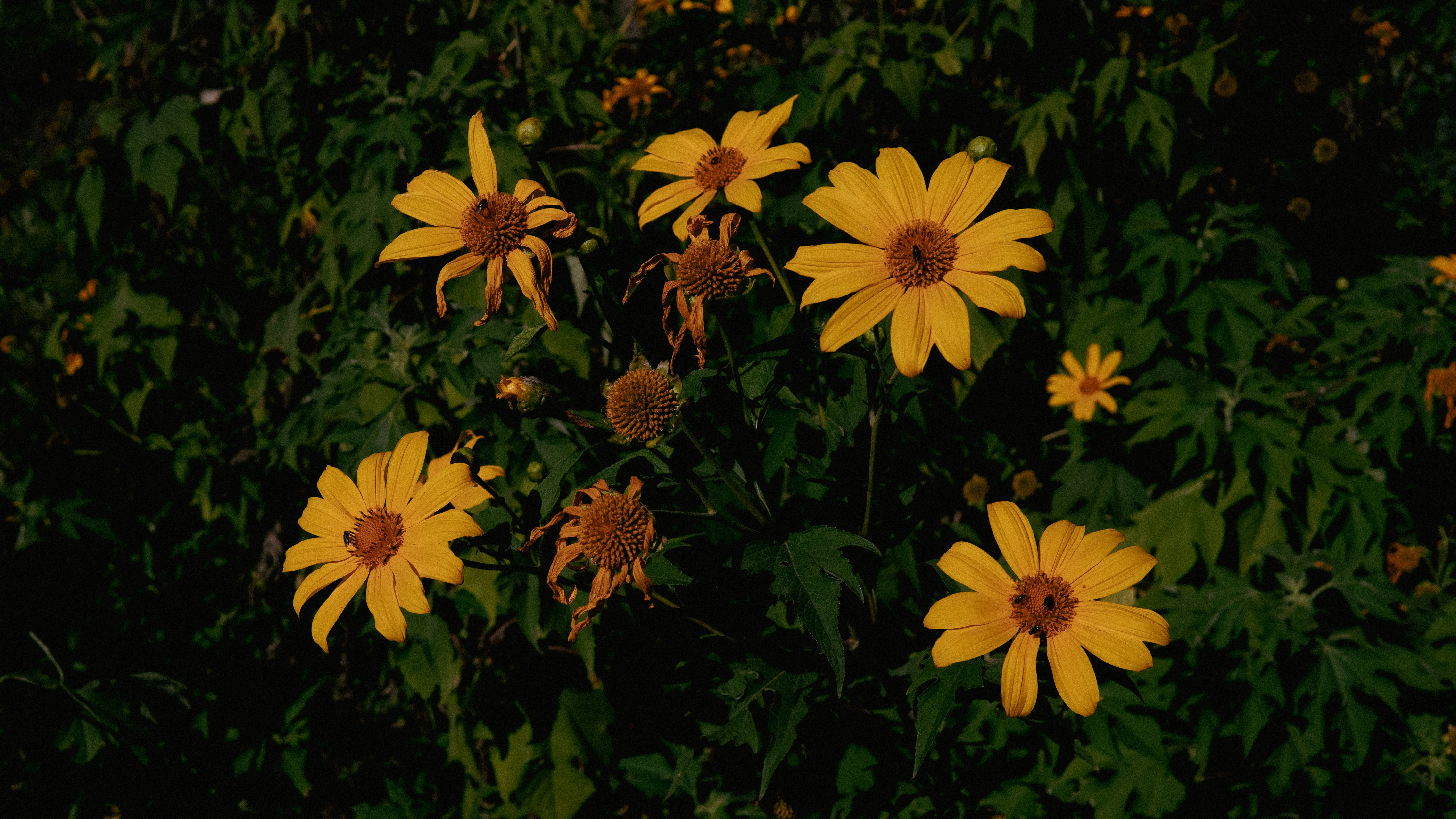 Photo by dzguevara