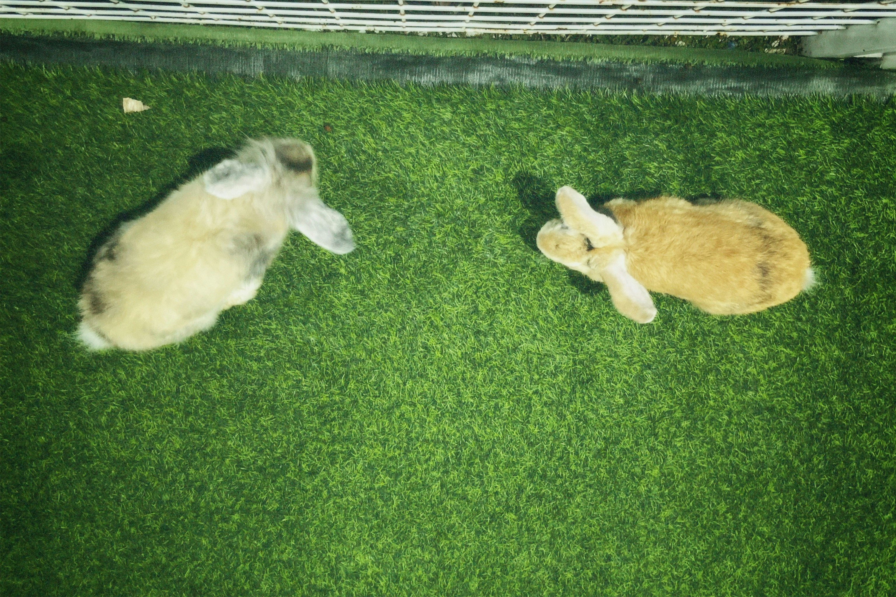 Instincts in Balance: Predator Meets Prey? (image credits: unsplash)