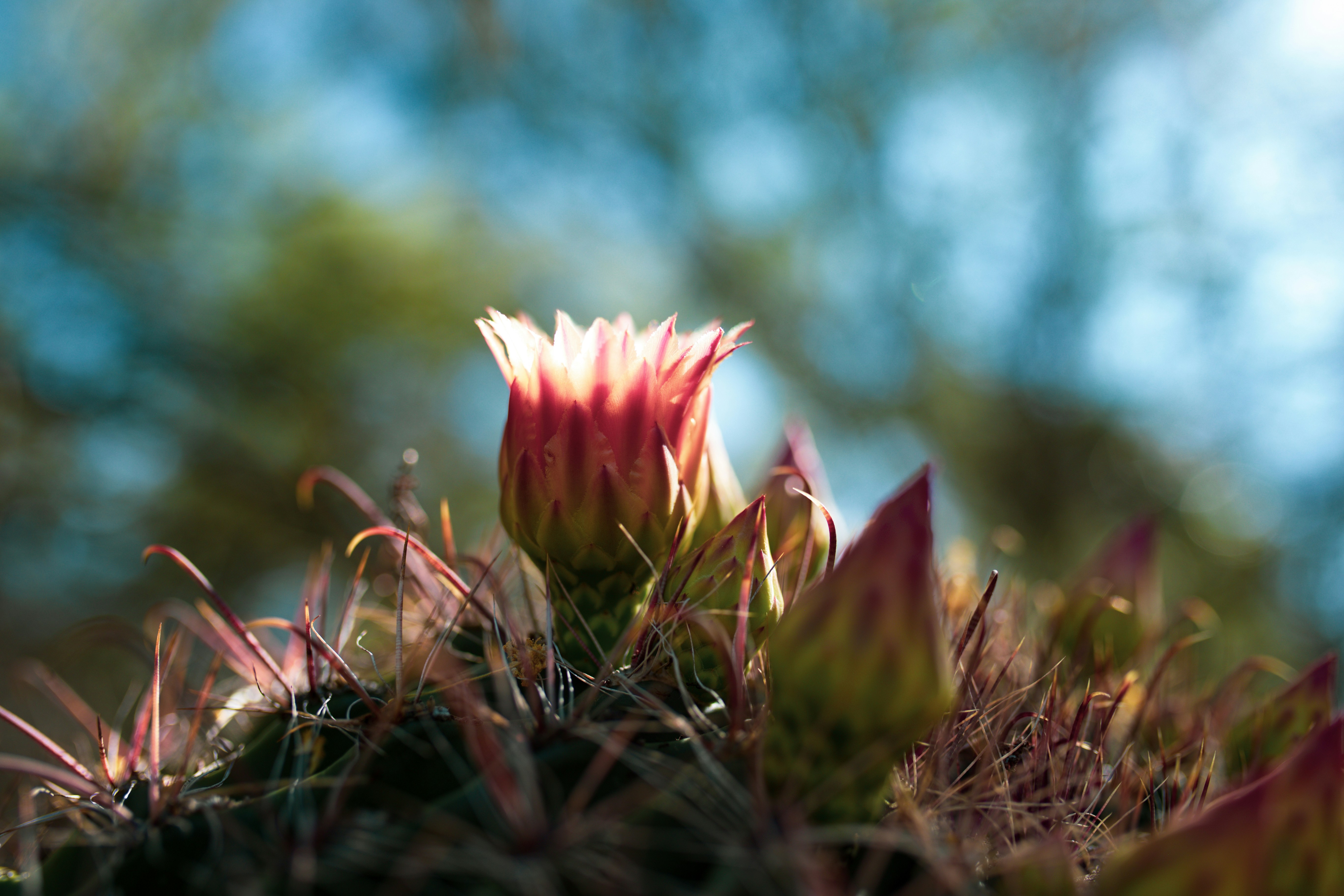 Nahaufnahme einer Blume auf dem Boden