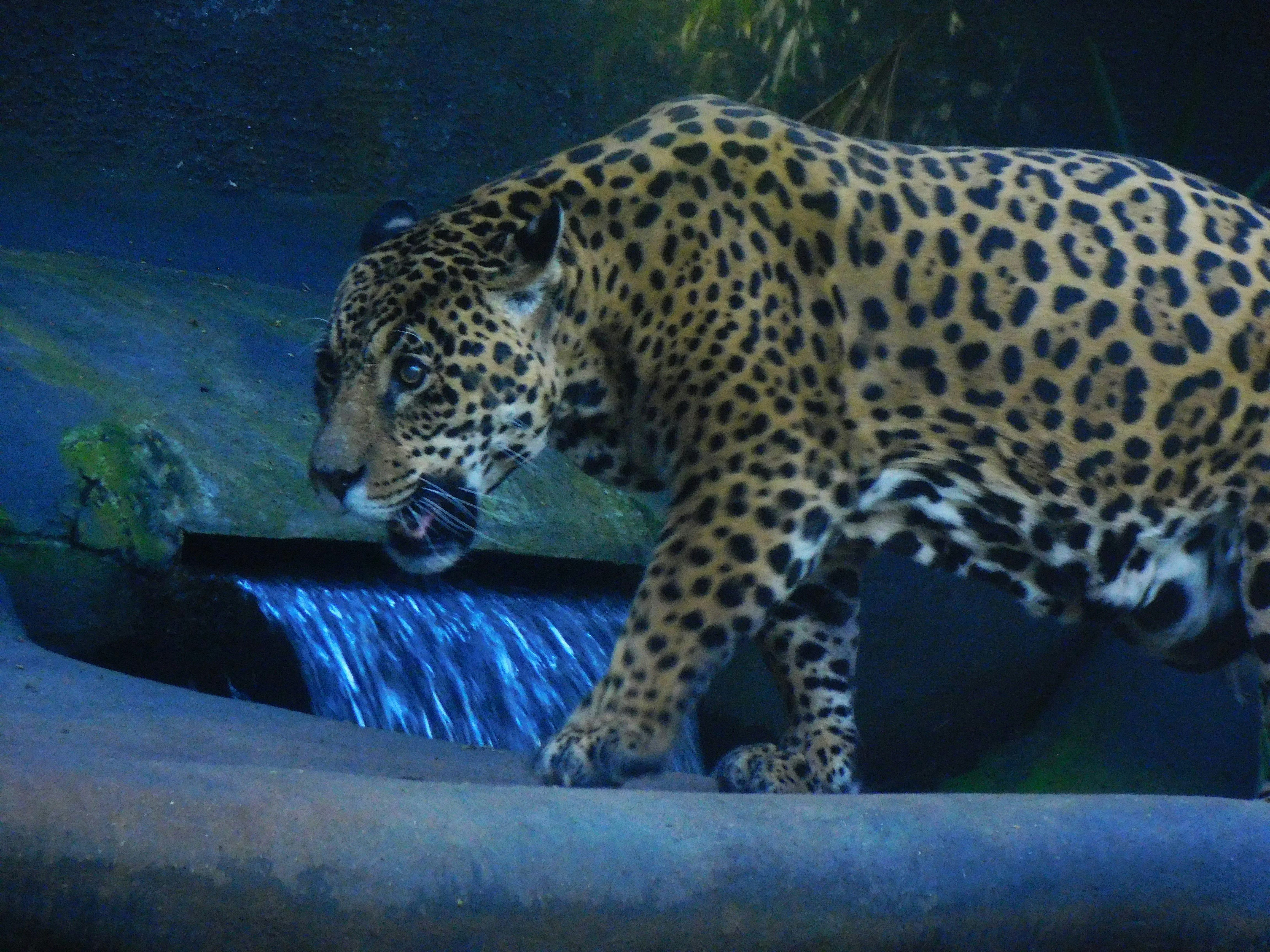 Jaguars: River Royalty (image credits: unsplash)