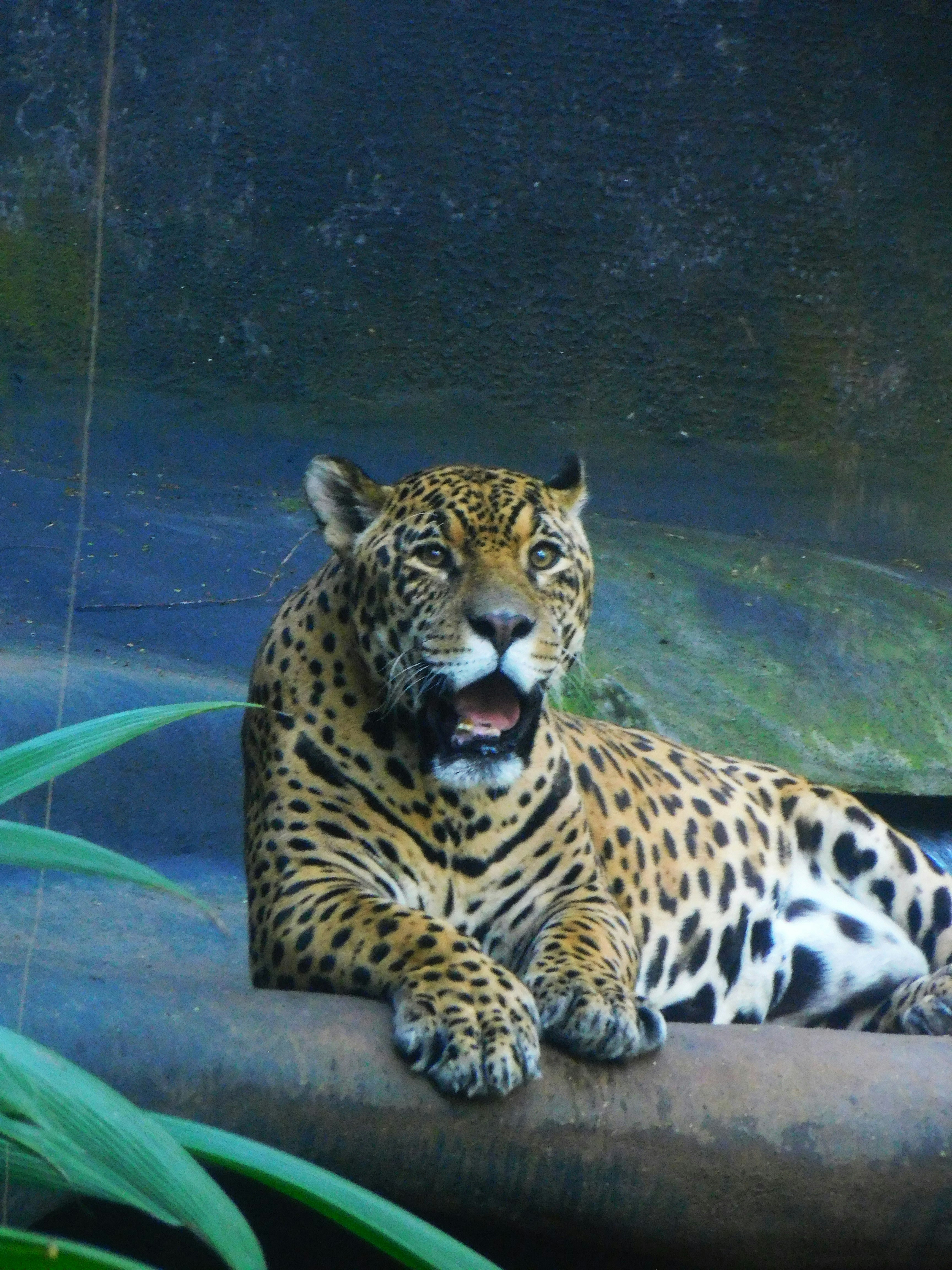 A large leopard laying on top of a rock