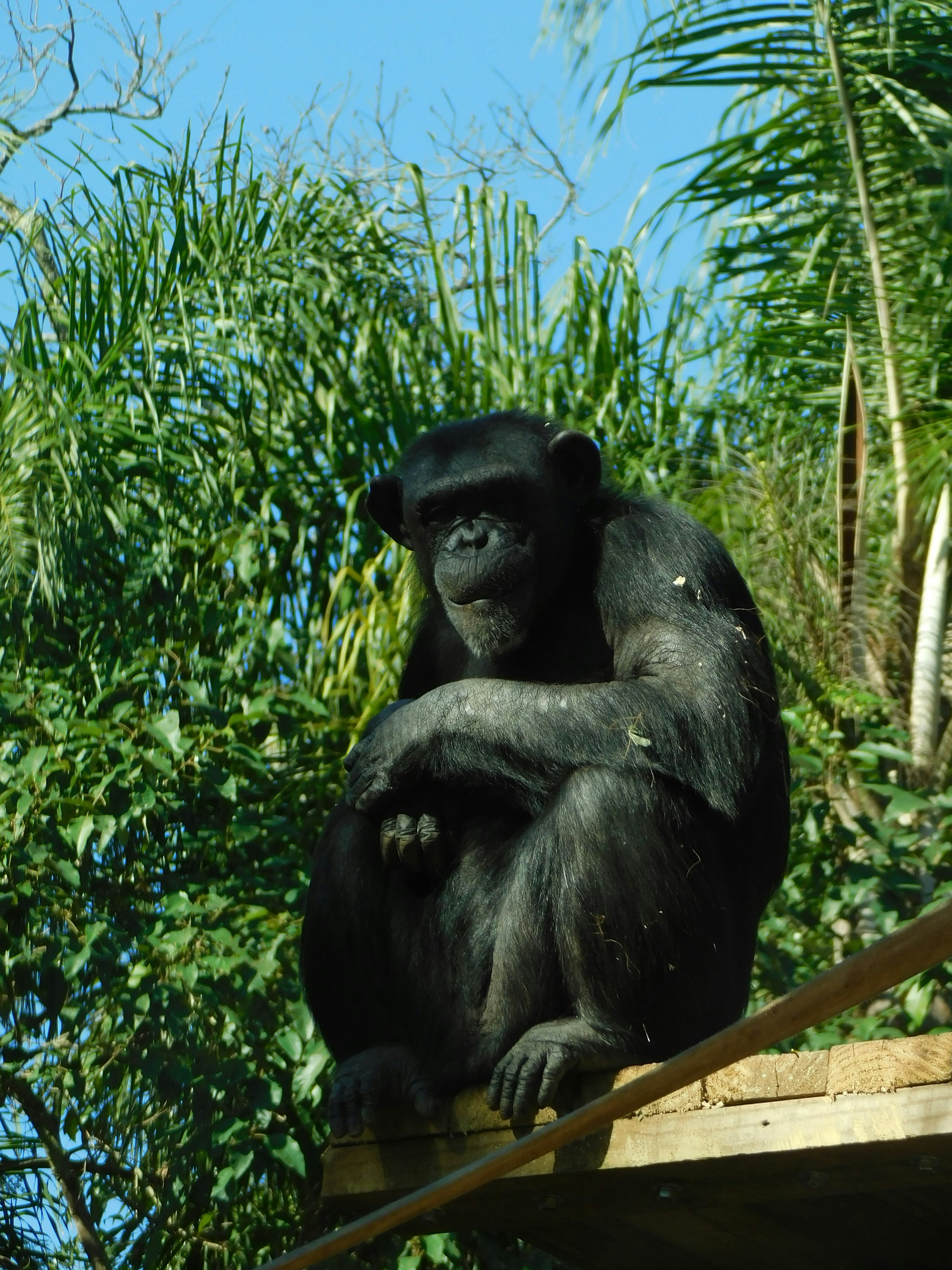A chimpanzee sitting thoughtfully.