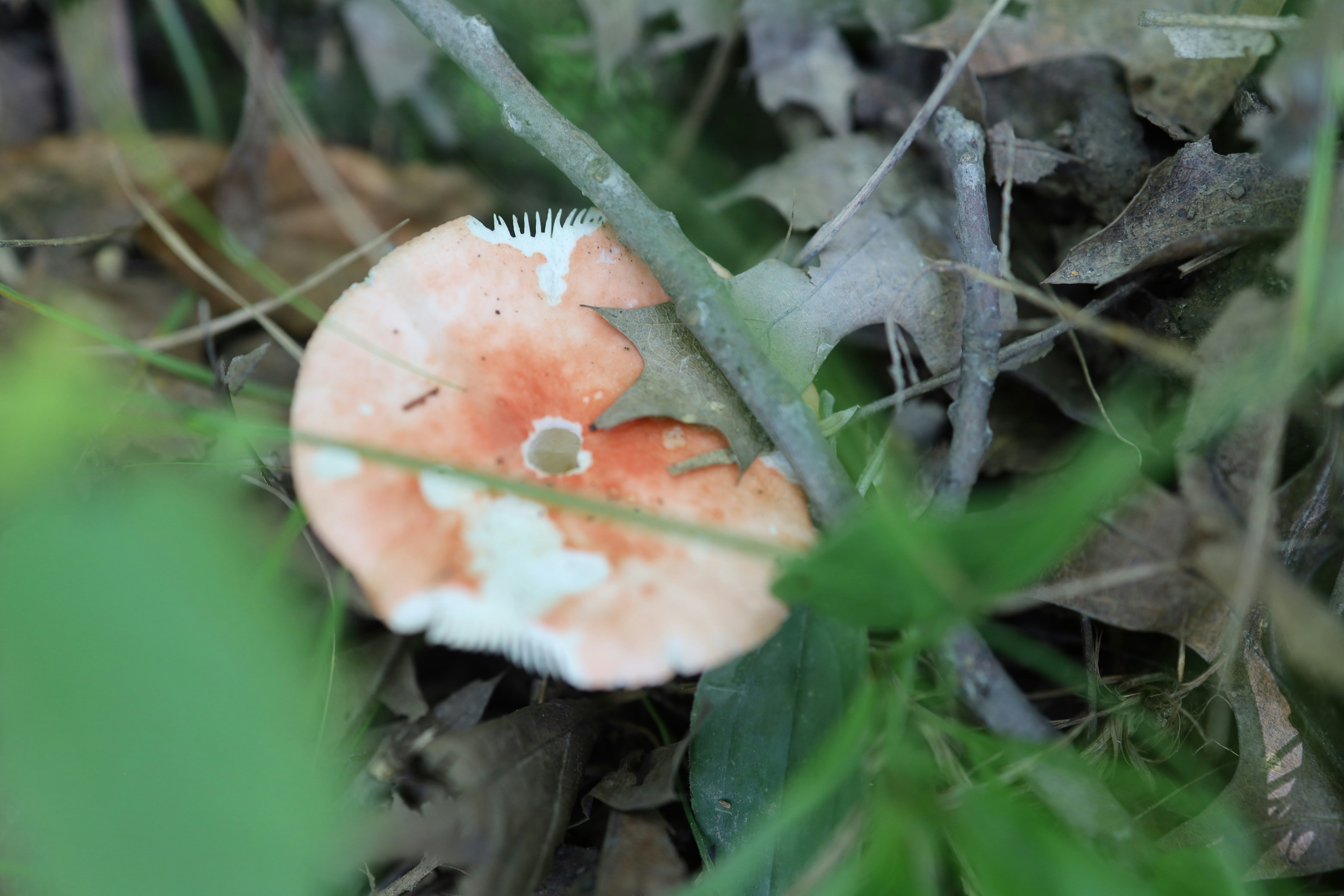 Bugün öğrendim ki: Amerika Birleşik...