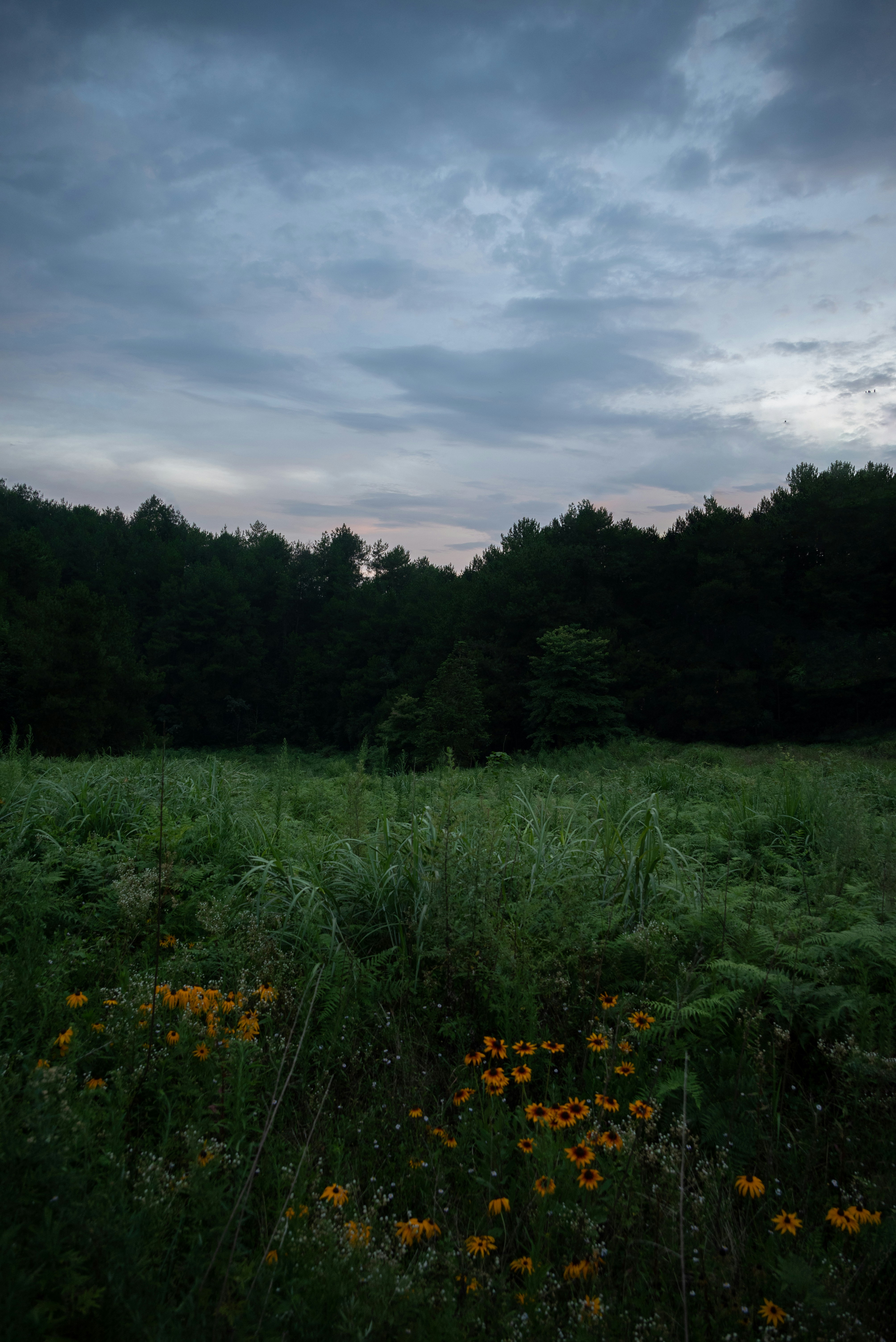 A grassy field with trees in the background
