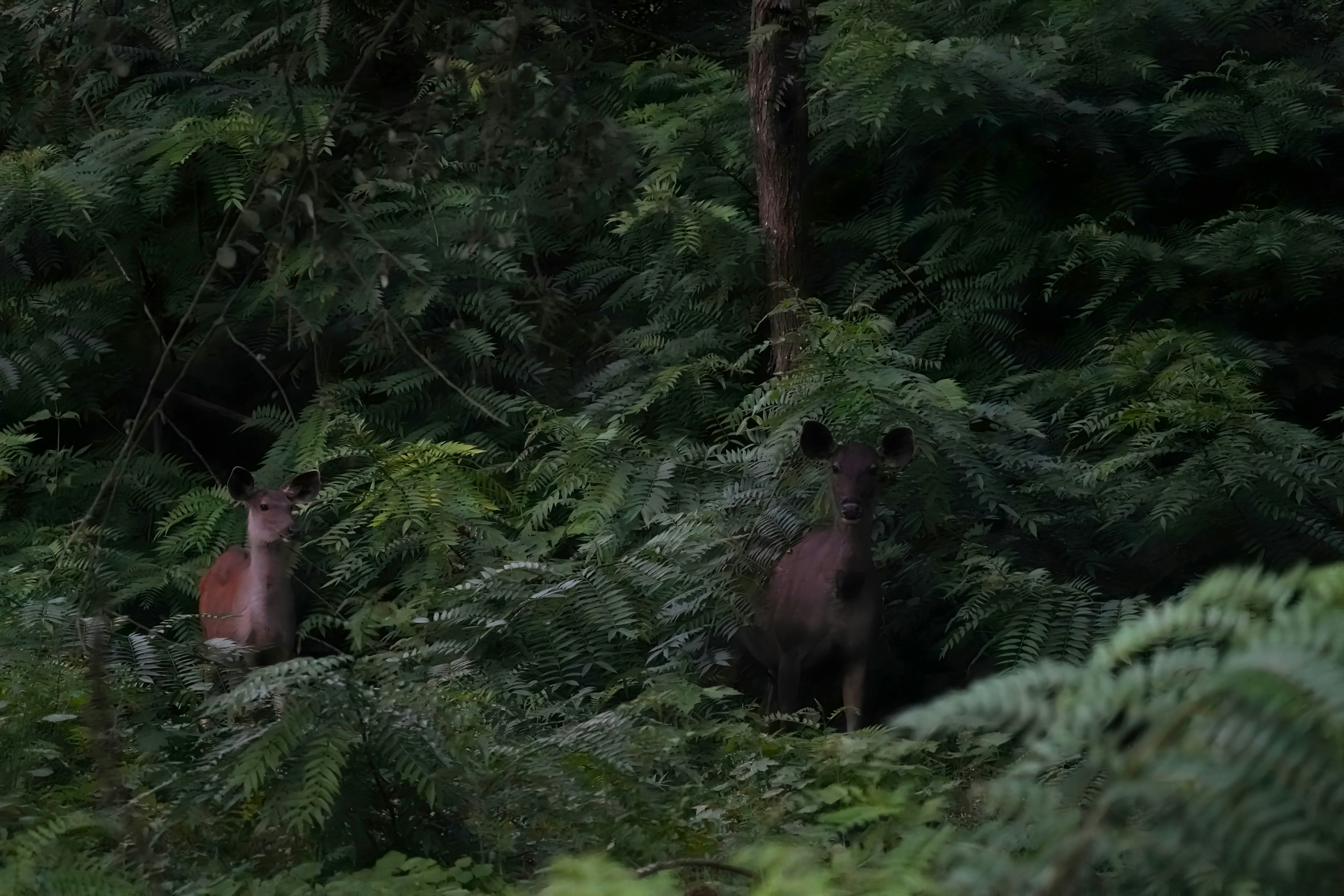 A couple of deer standing in the middle of a forest