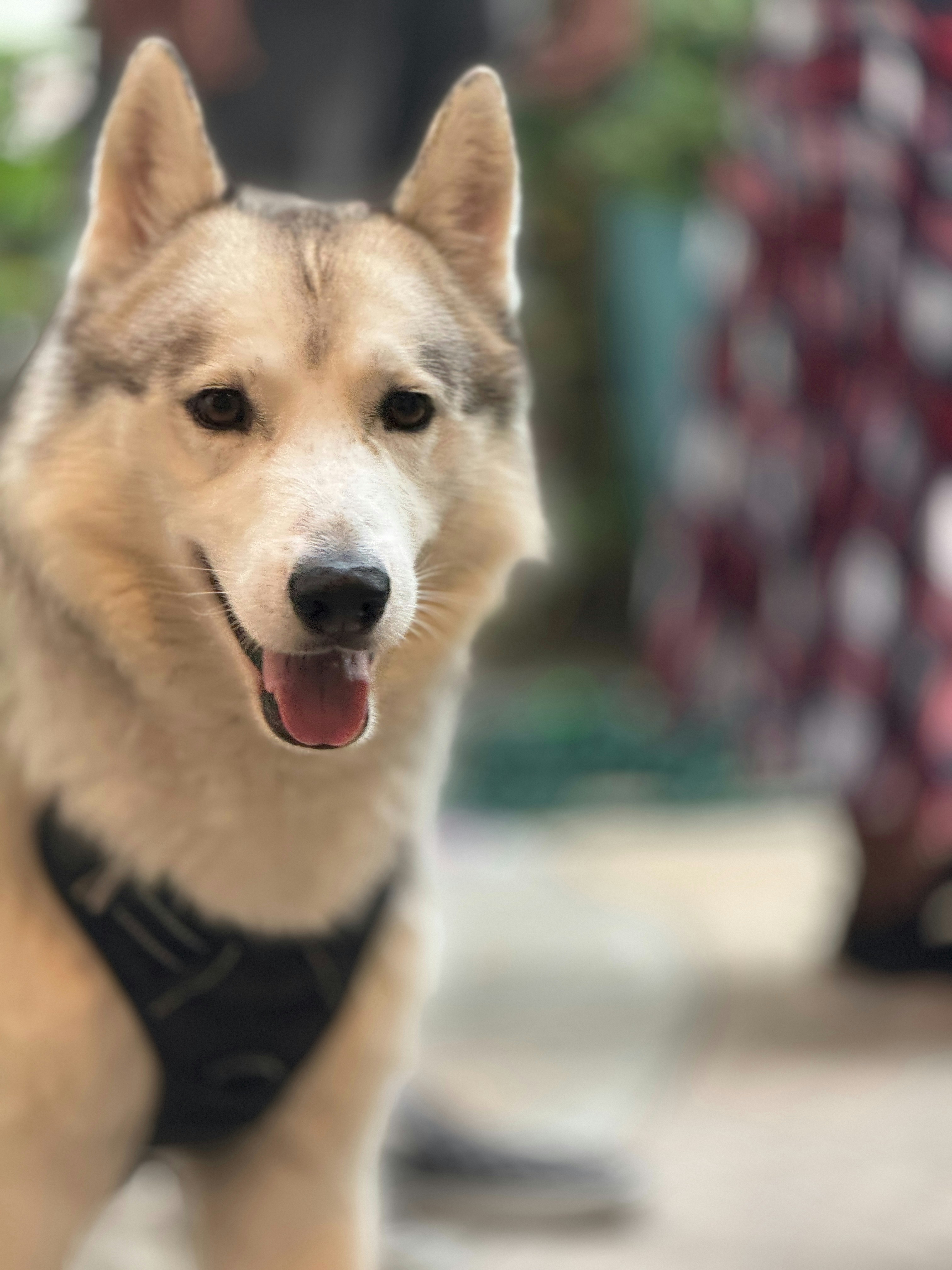 A close up of a dog wearing a harness