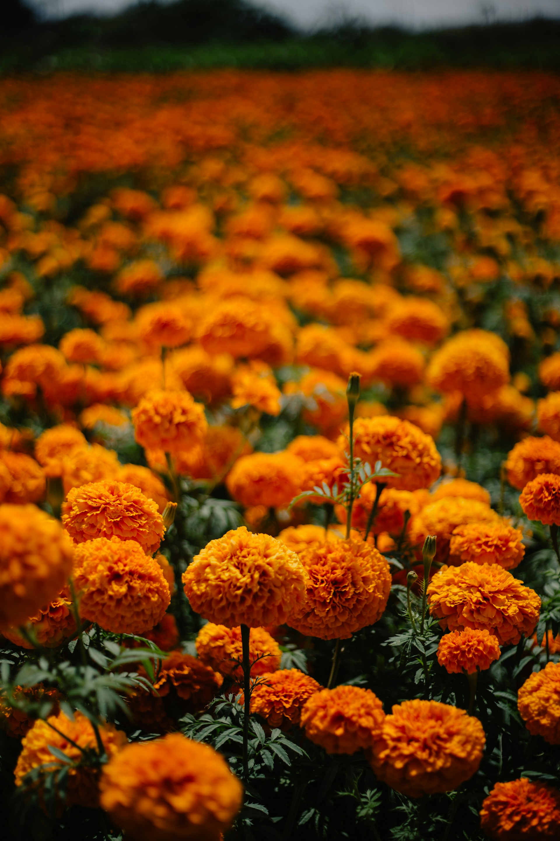 A field full of orange flowers on a cloudy day