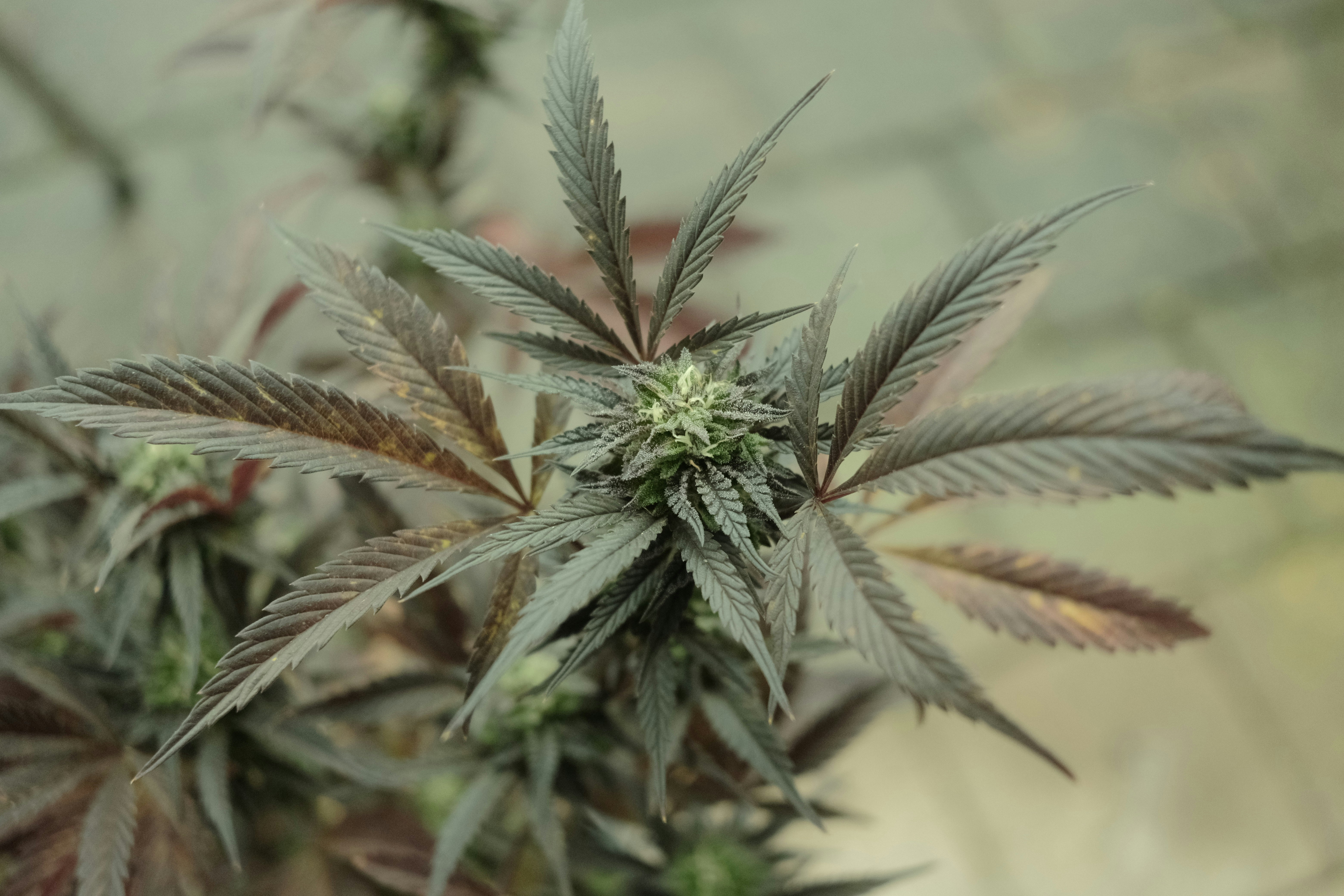 Photo by sacephotography